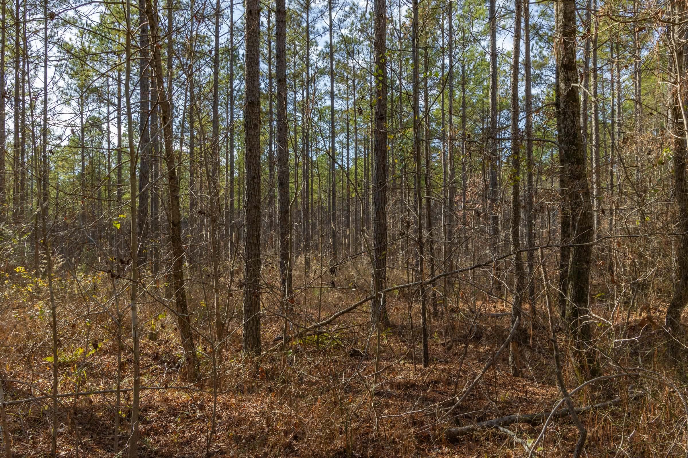 Lighting Ridge — Zero Credit Land owner financed land for sale in Colbert County, Alabama photo 60
