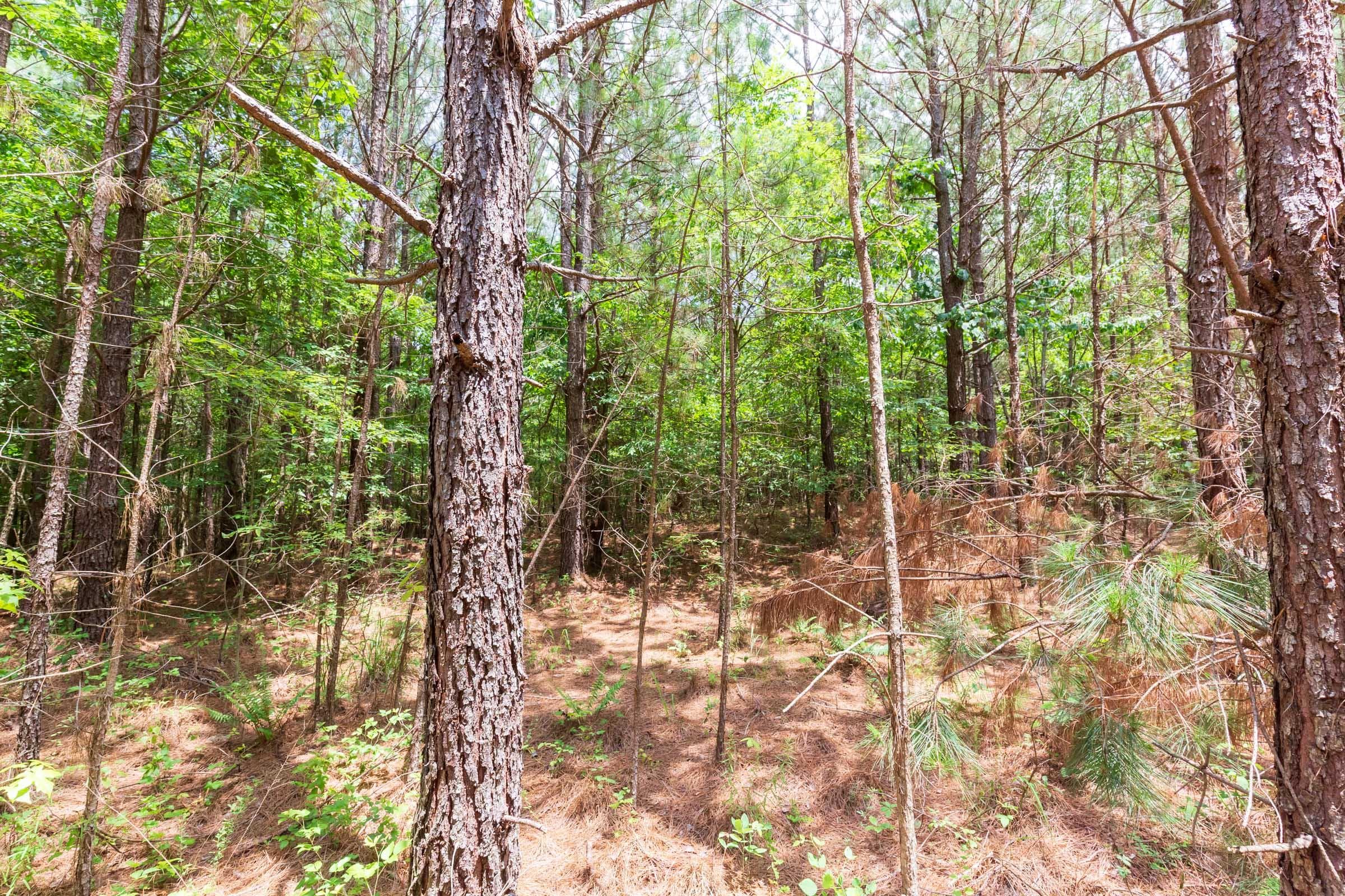 Whiskey Ridge — Zero Credit Land owner financed land for sale in Henderson County, Tennessee photo 134