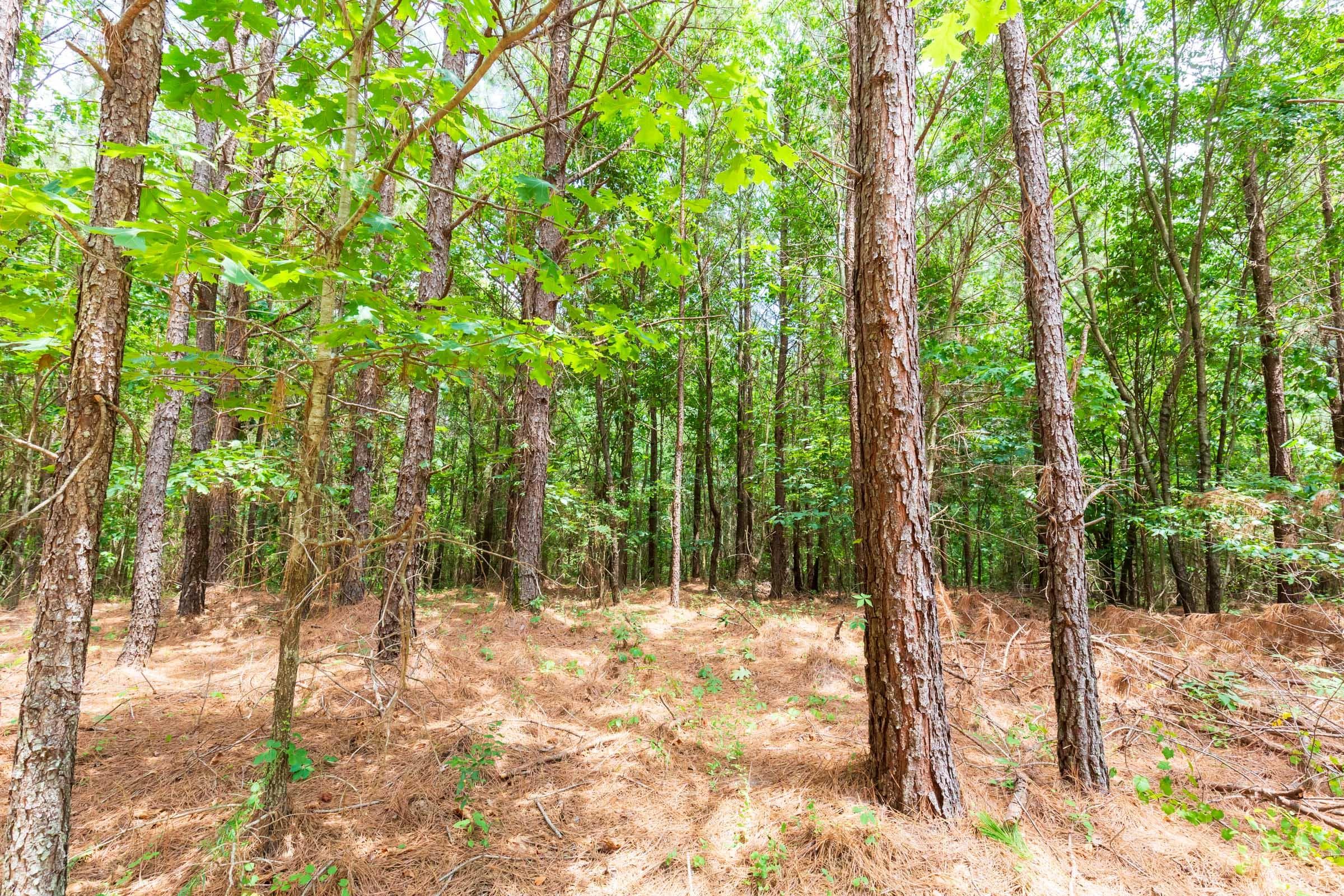 Whiskey Ridge — Zero Credit Land owner financed land for sale in Henderson County, Tennessee photo 133