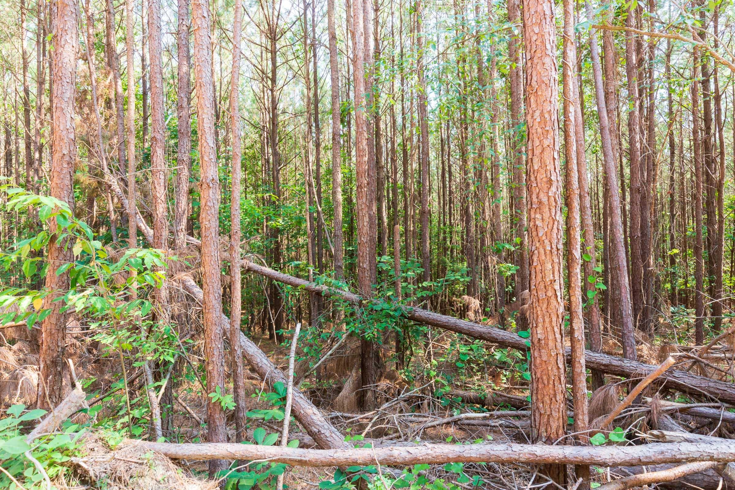 Whiskey Ridge — Zero Credit Land owner financed land for sale in Henderson County, Tennessee photo 126