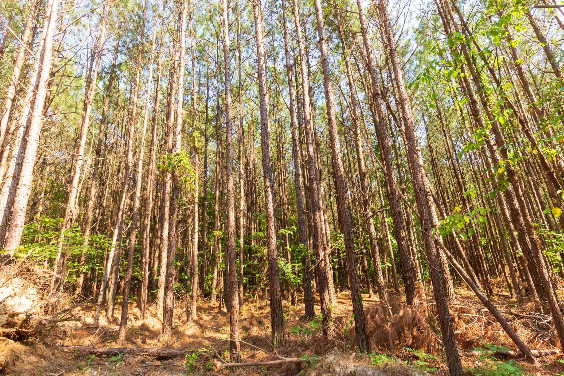 Whiskey Ridge — Zero Credit Land owner financed land for sale in Henderson County, Tennessee photo 128
