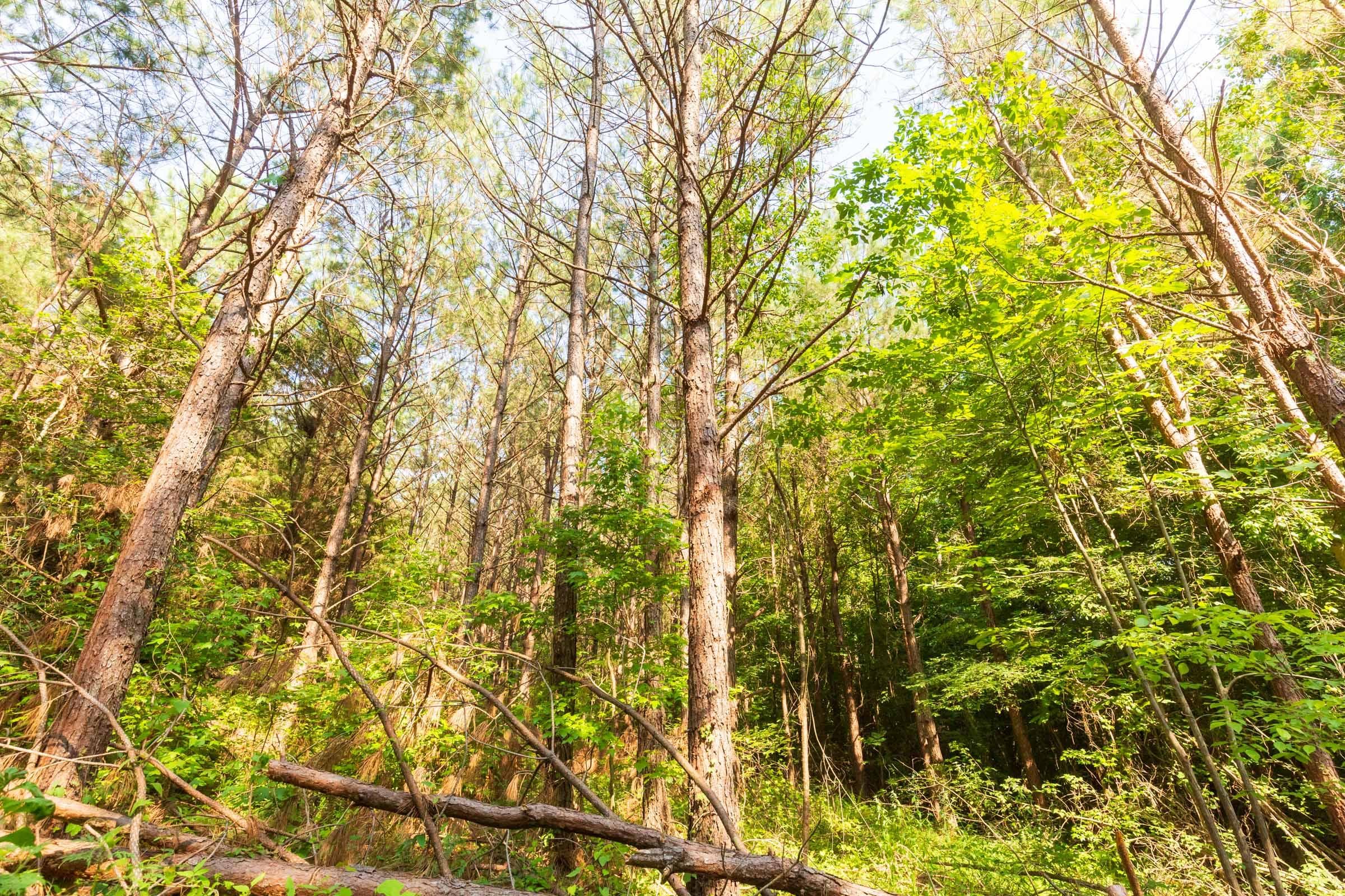 Whiskey Ridge — Zero Credit Land owner financed land for sale in Henderson County, Tennessee photo 127
