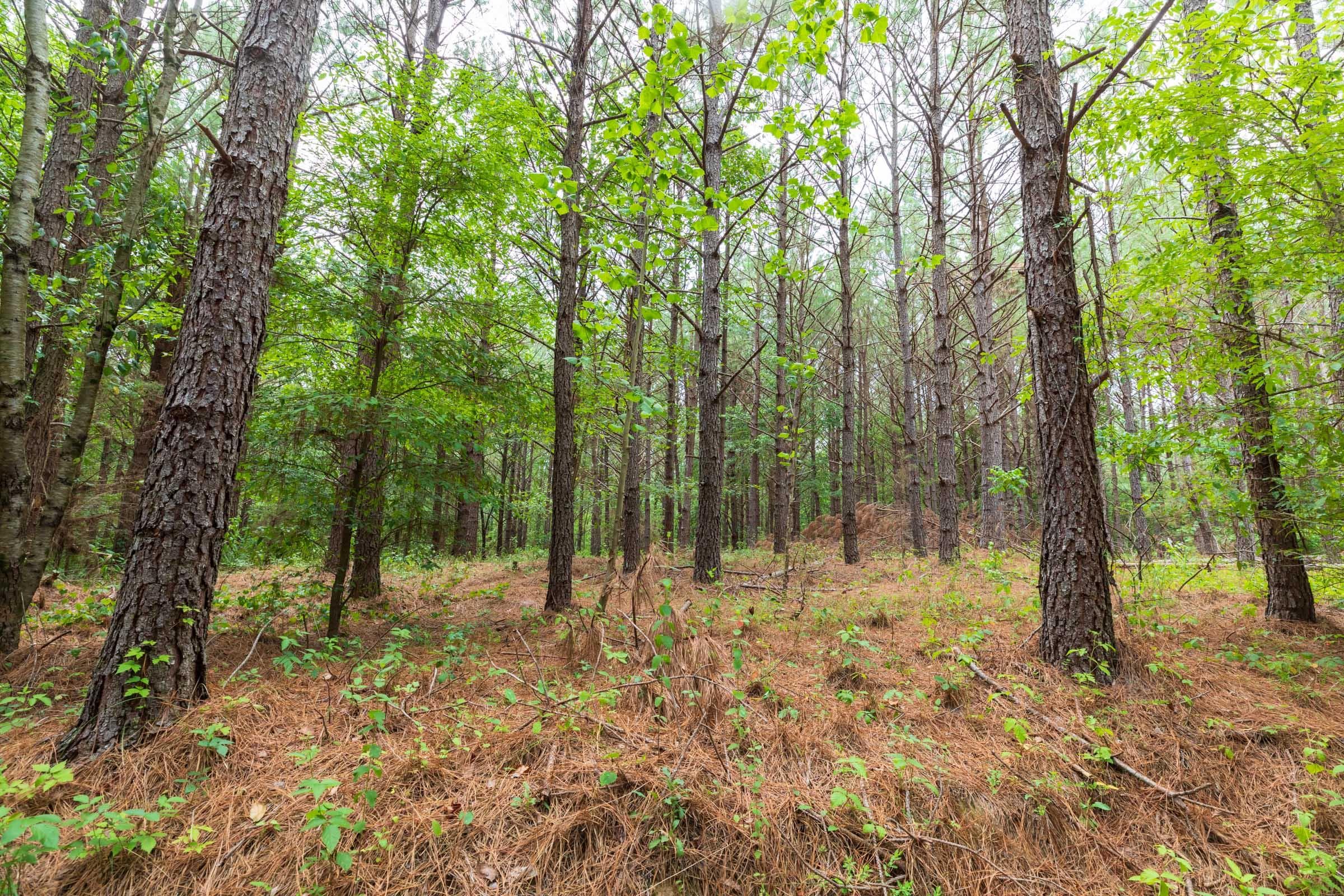 Whiskey Ridge — Zero Credit Land owner financed land for sale in Henderson County, Tennessee photo 121