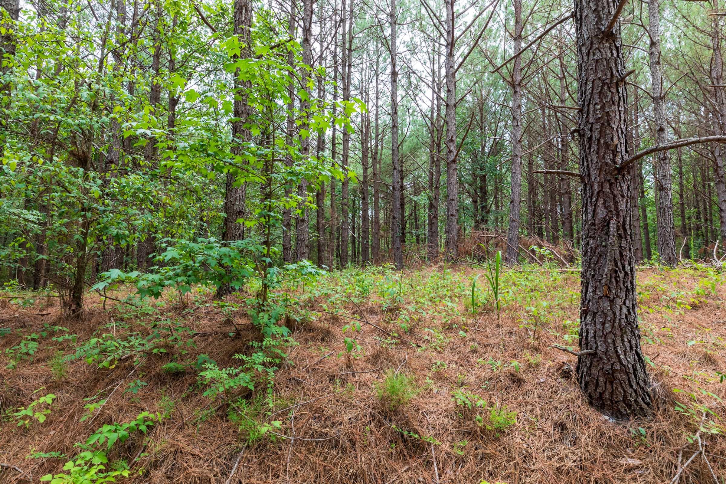 Whiskey Ridge — Zero Credit Land owner financed land for sale in Henderson County, Tennessee photo 125