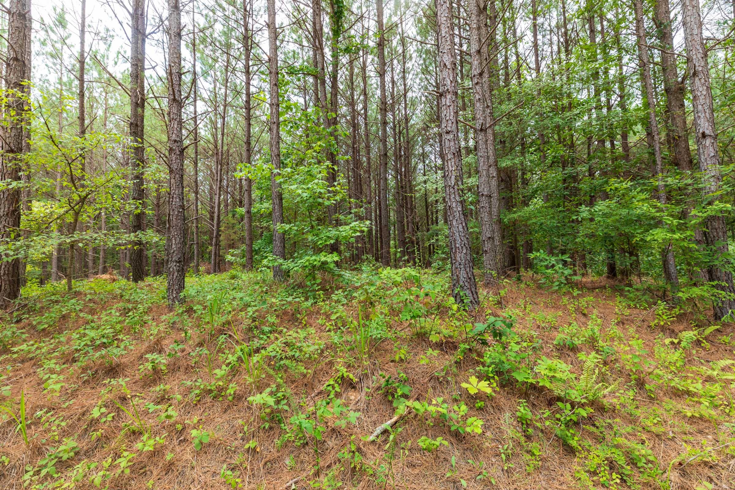 Whiskey Ridge — Zero Credit Land owner financed land for sale in Henderson County, Tennessee photo 124