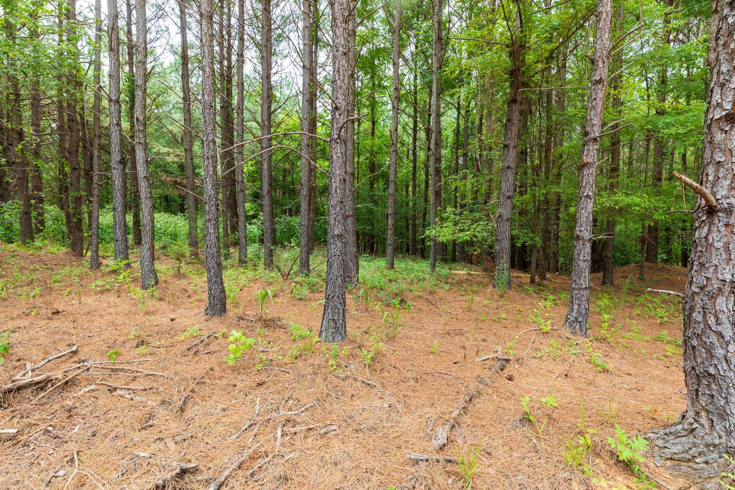 Whiskey Ridge — Zero Credit Land owner financed land for sale in Henderson County, Tennessee photo 122