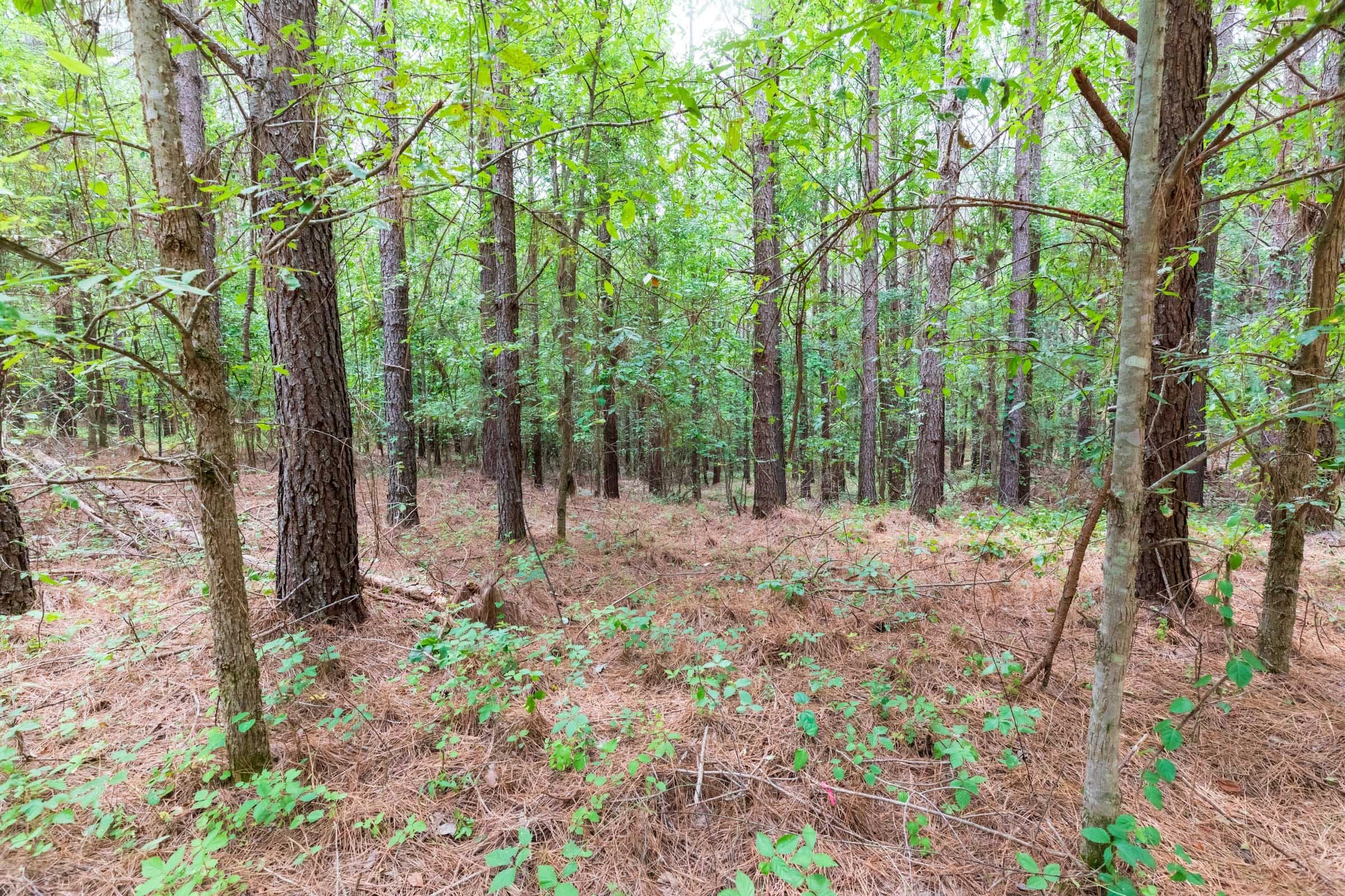 Whiskey Ridge — Zero Credit Land owner financed land for sale in Henderson County, Tennessee photo 116