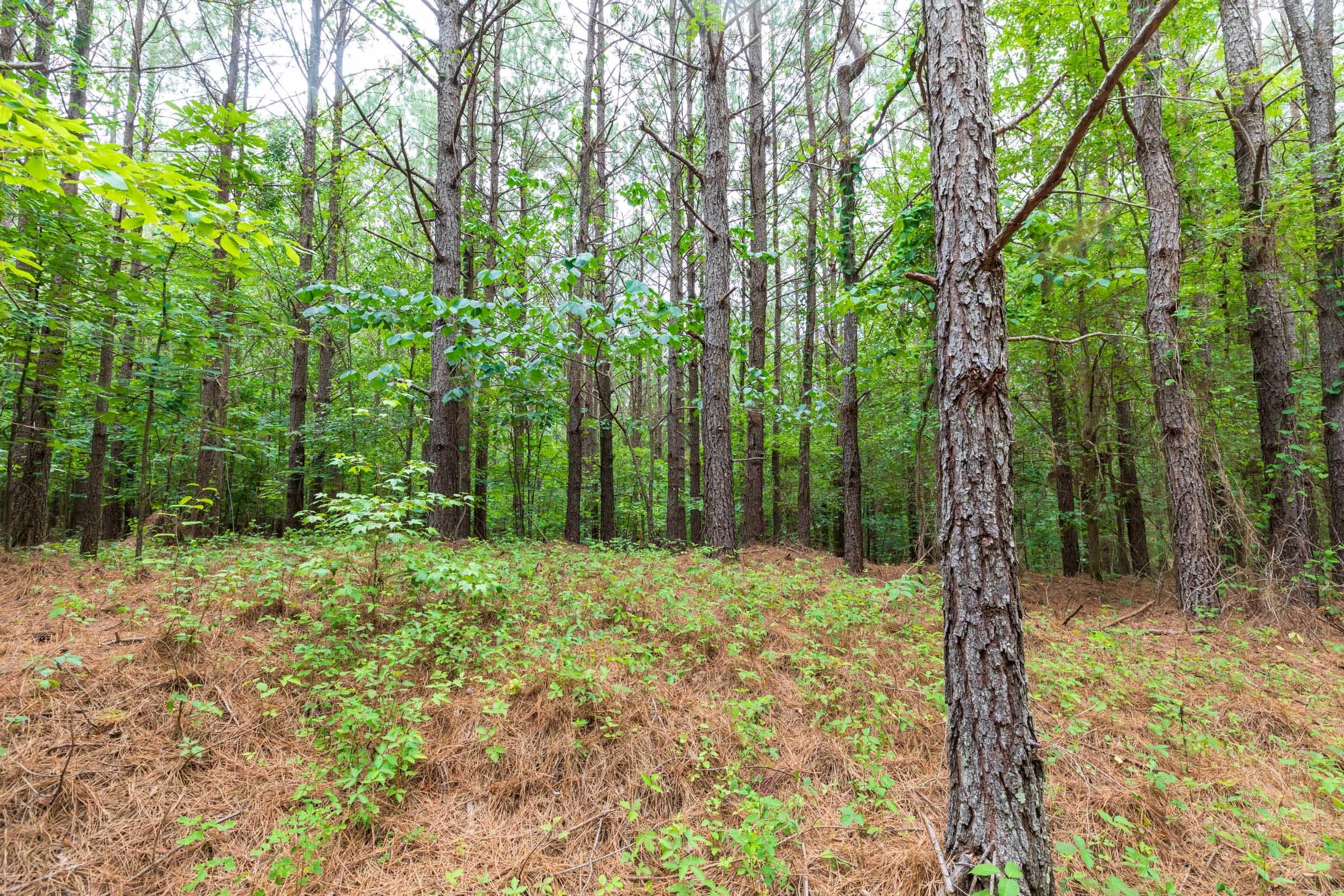 Whiskey Ridge — Zero Credit Land owner financed land for sale in Henderson County, Tennessee photo 117