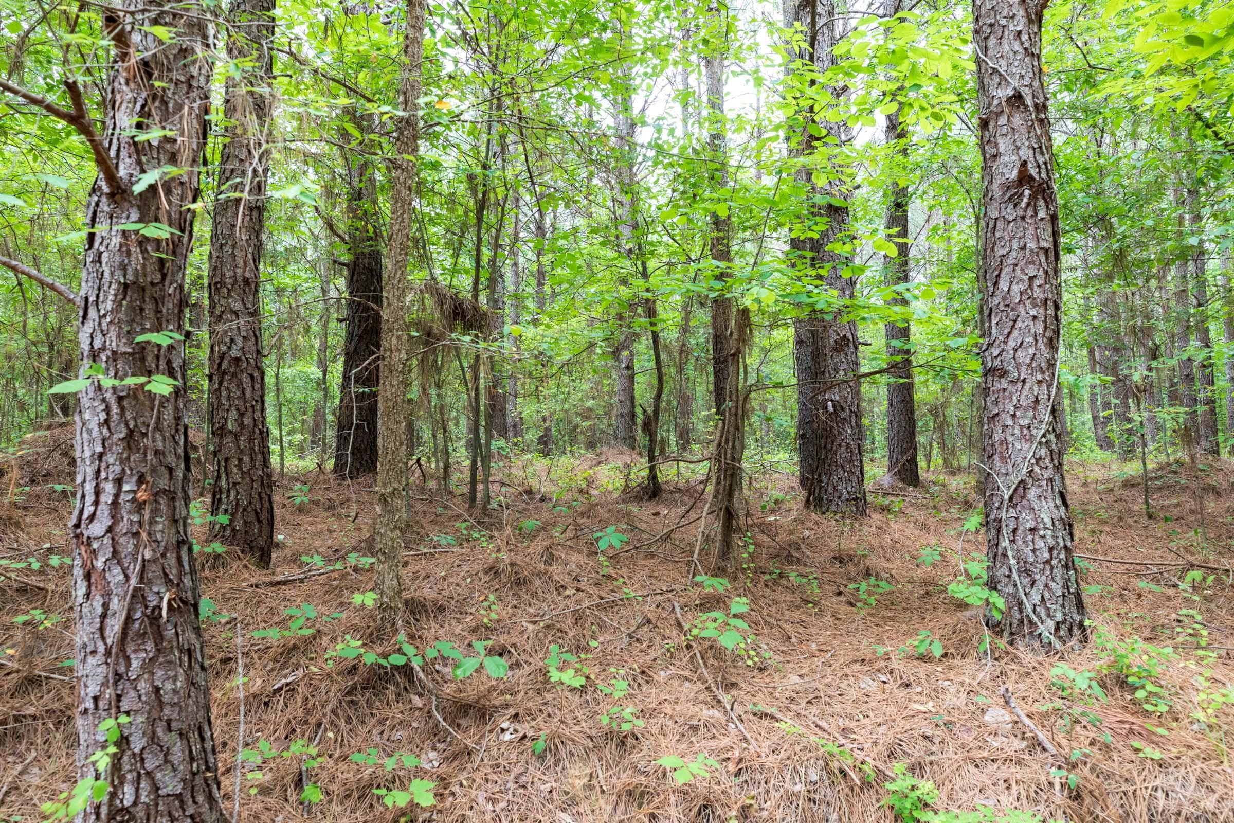 Whiskey Ridge — Zero Credit Land owner financed land for sale in Henderson County, Tennessee photo 118