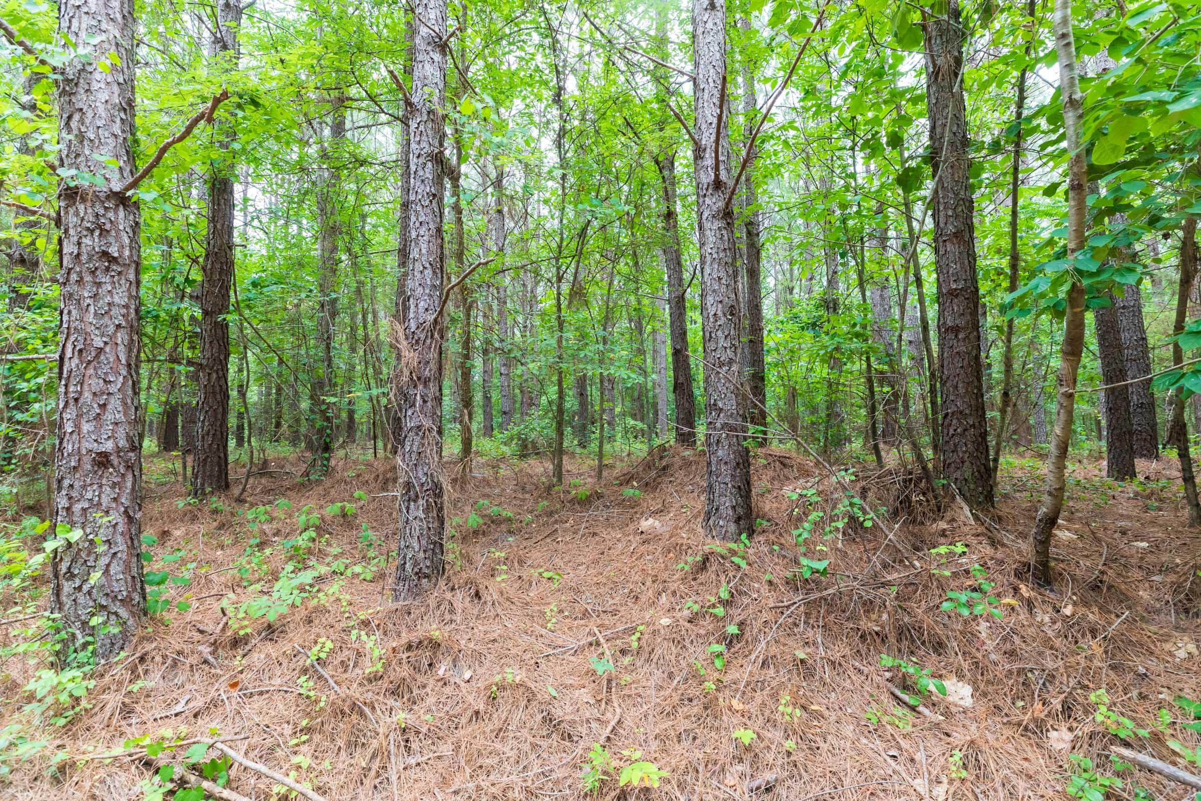 Whiskey Ridge — Zero Credit Land owner financed land for sale in Henderson County, Tennessee photo 115