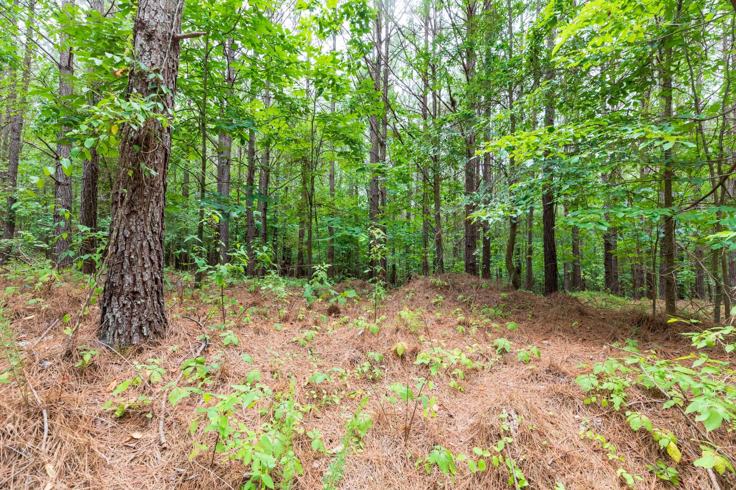 Whiskey Ridge — Zero Credit Land owner financed land for sale in Henderson County, Tennessee photo 119