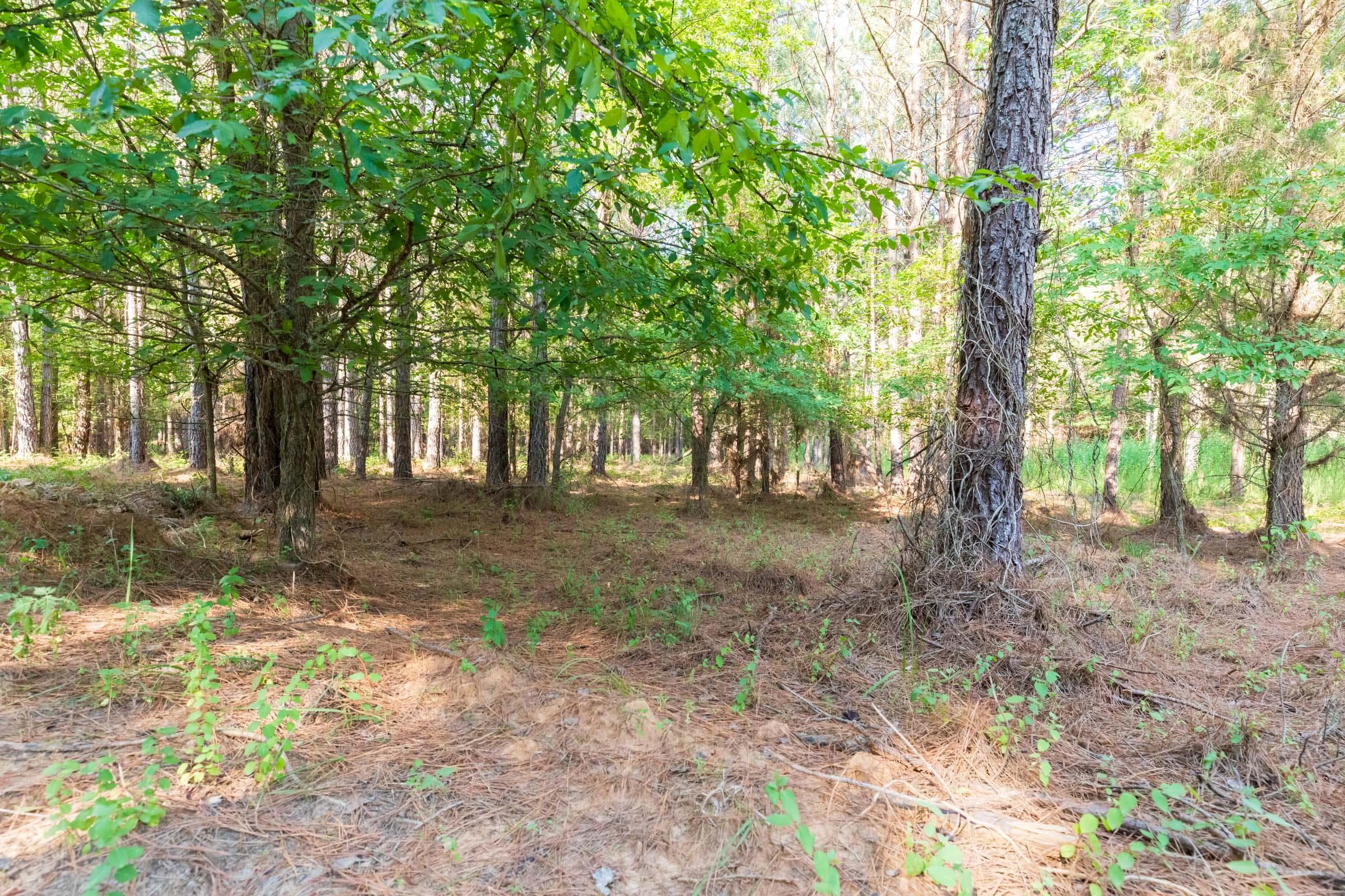 Whiskey Ridge — Zero Credit Land owner financed land for sale in Henderson County, Tennessee photo 107