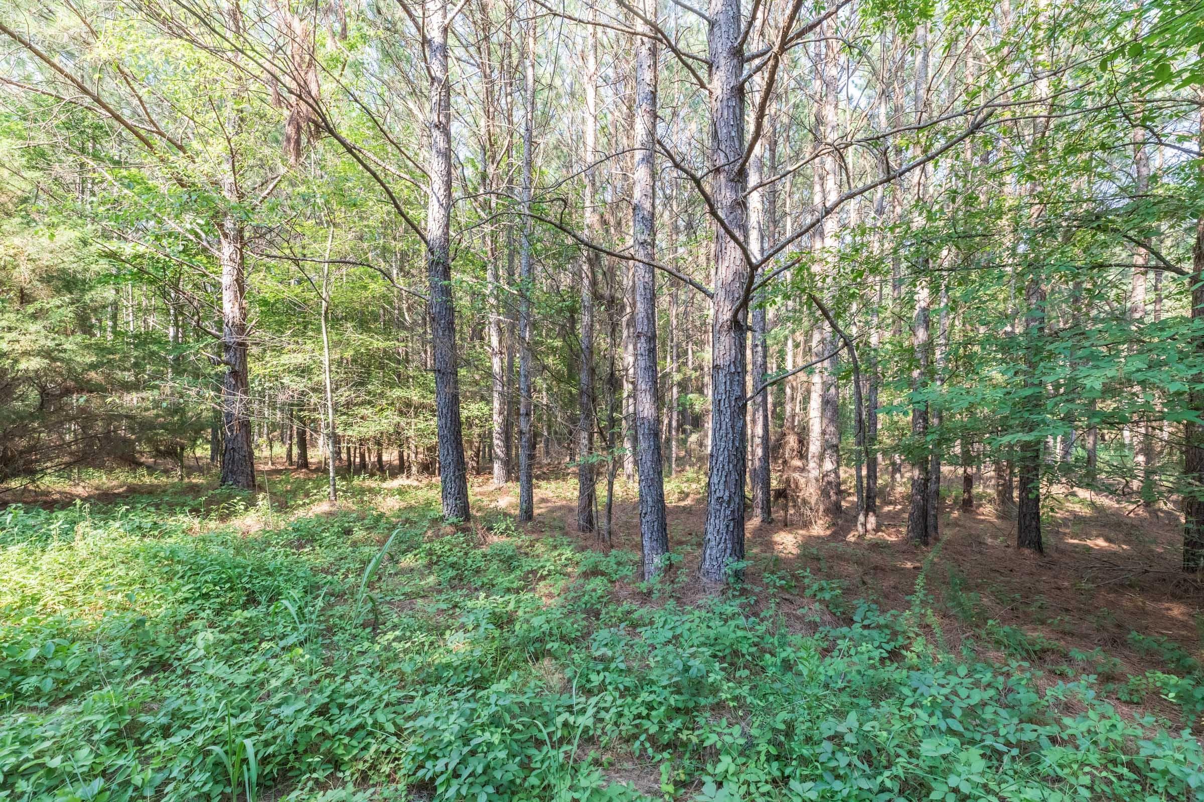 Whiskey Ridge — Zero Credit Land owner financed land for sale in Henderson County, Tennessee photo 108