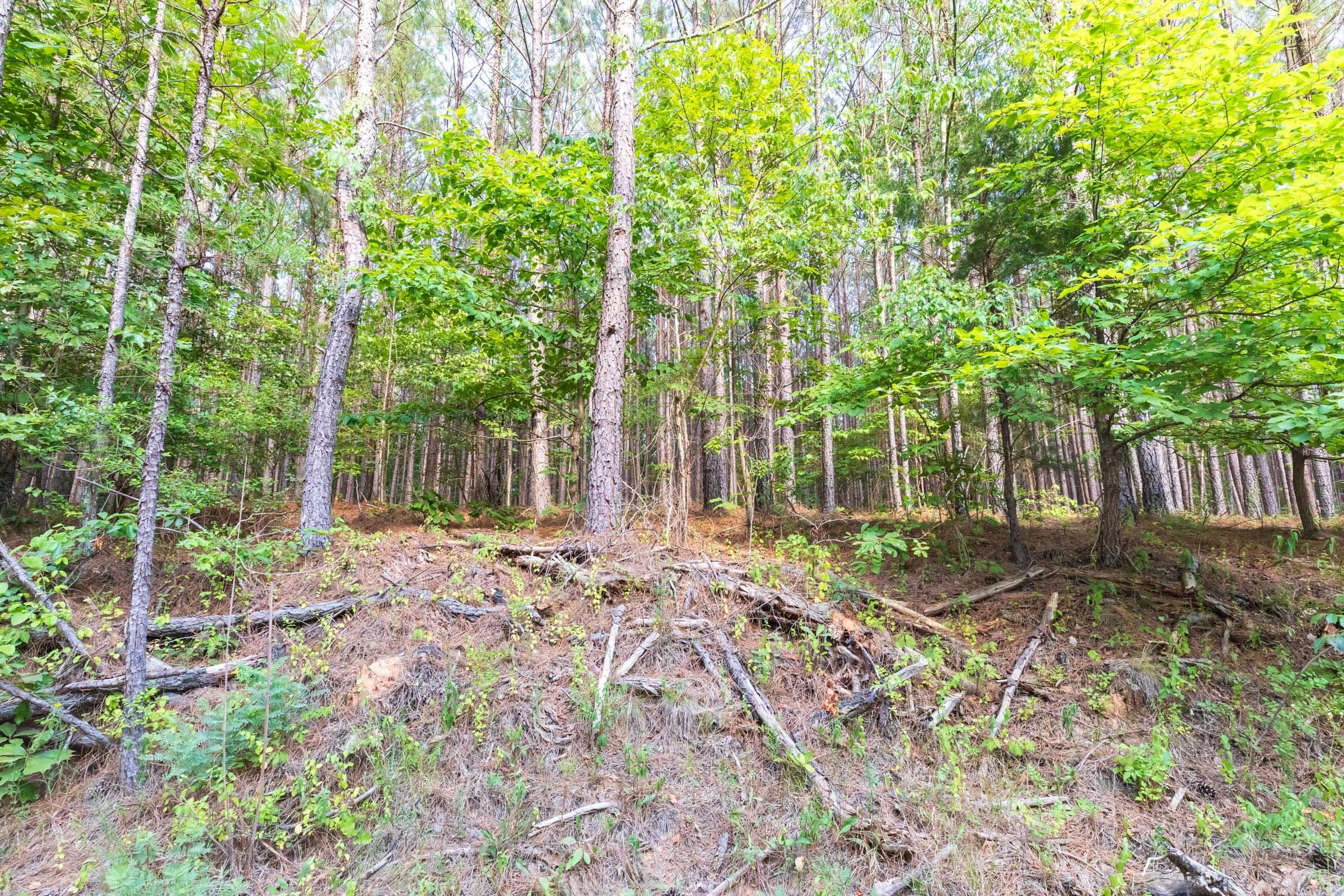 Whiskey Ridge — Zero Credit Land owner financed land for sale in Henderson County, Tennessee photo 110