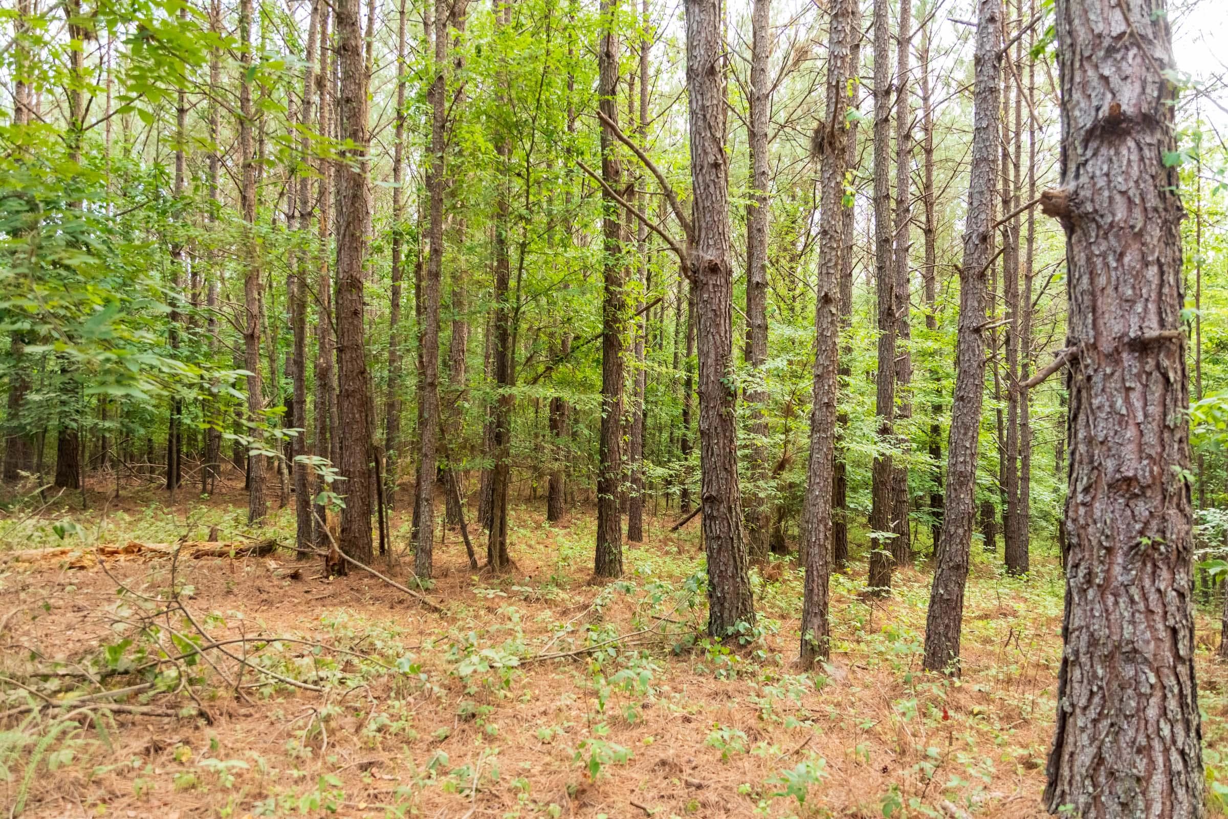 Whiskey Ridge — Zero Credit Land owner financed land for sale in Henderson County, Tennessee photo 102