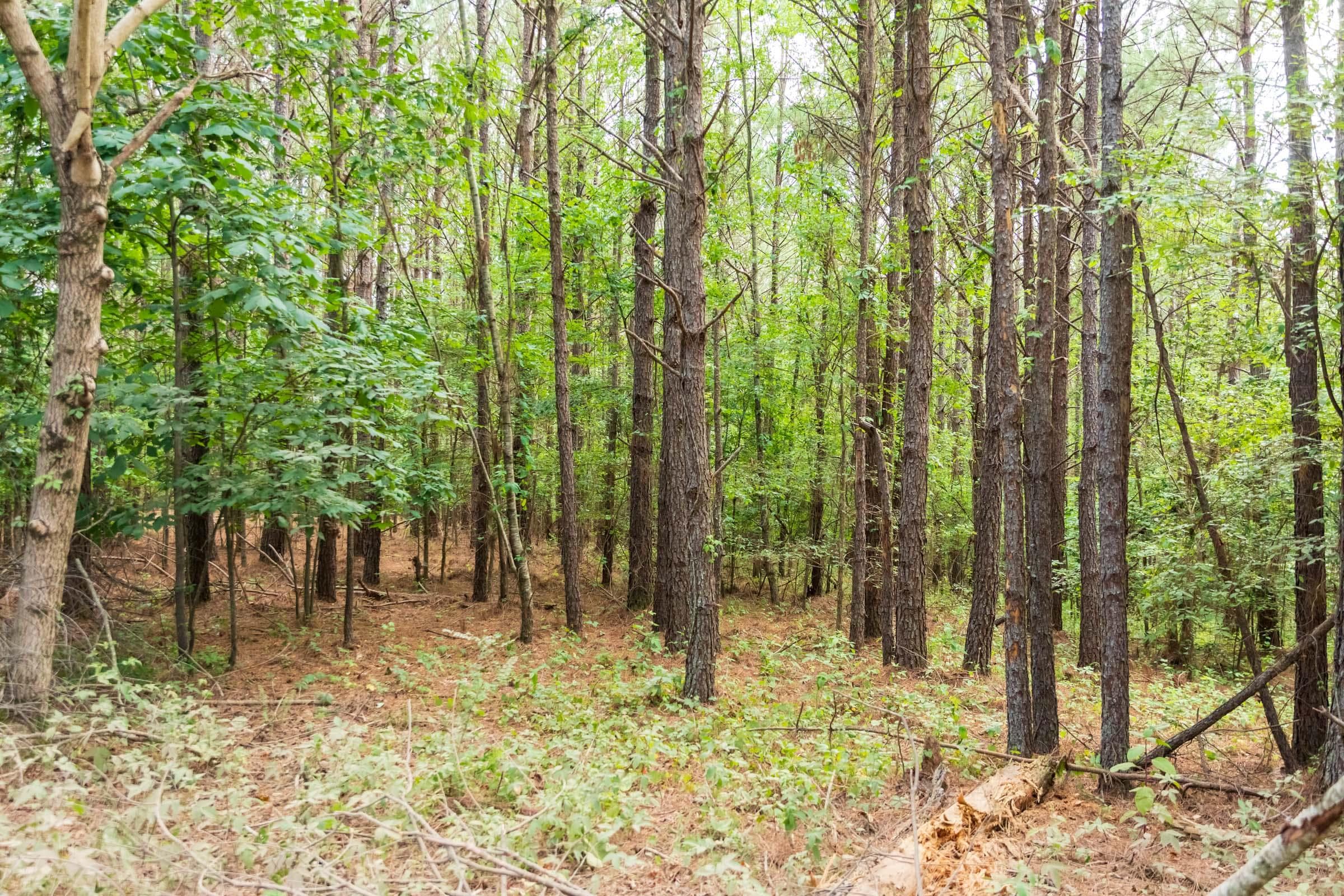 Whiskey Ridge — Zero Credit Land owner financed land for sale in Henderson County, Tennessee photo 101