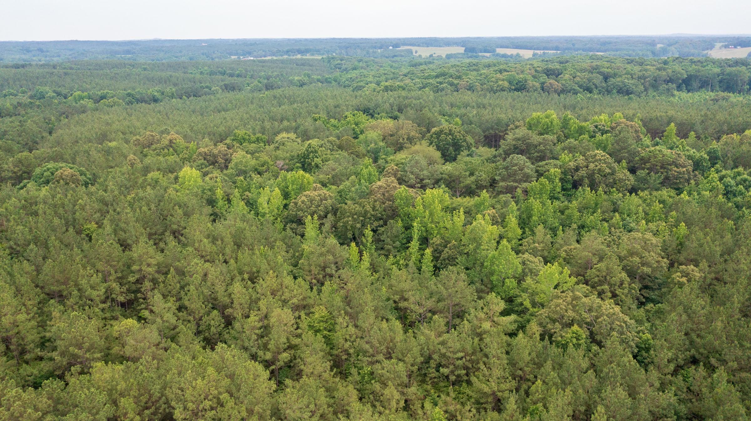Whiskey Ridge — Zero Credit Land owner financed land for sale in Henderson County, Tennessee photo 106