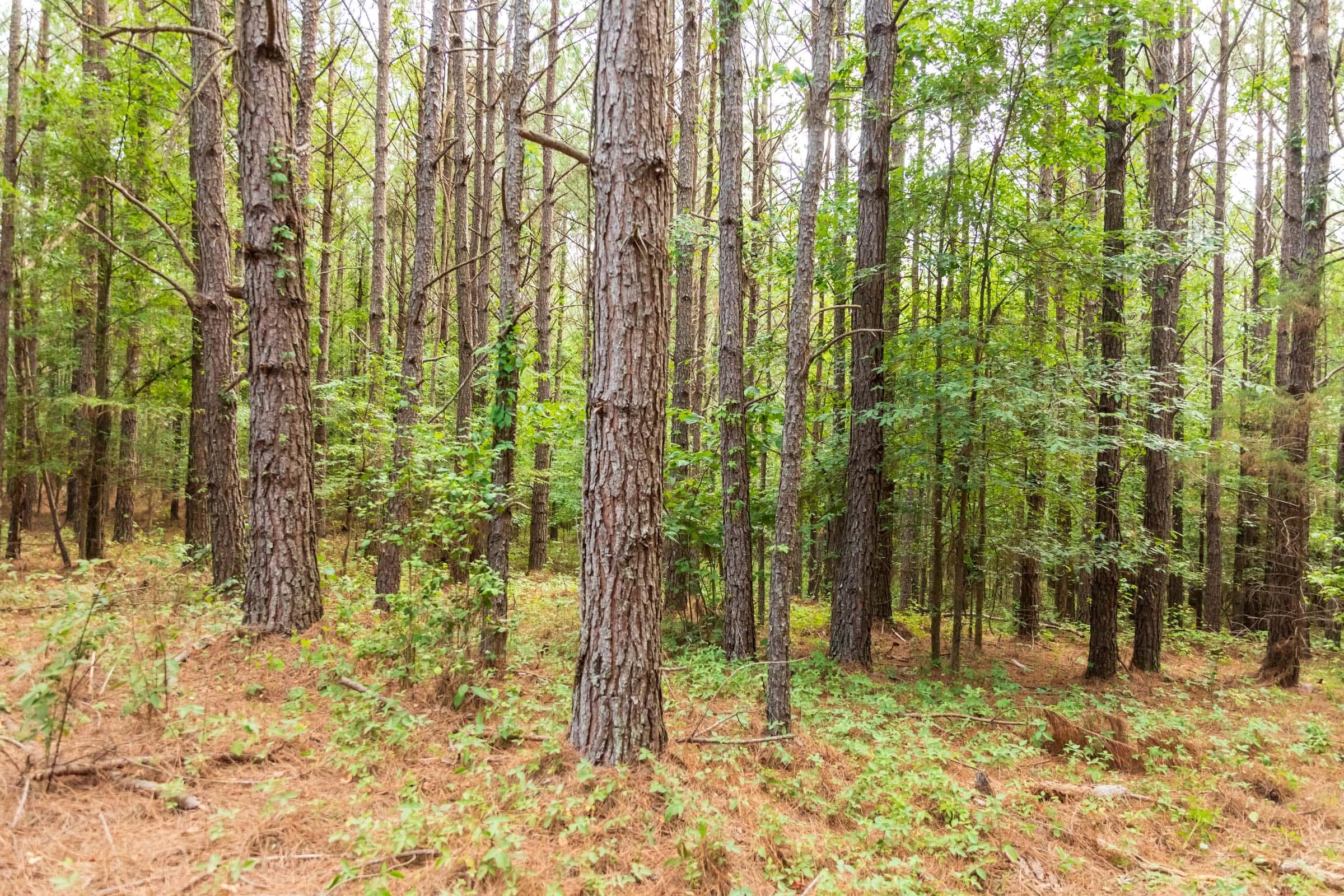 Whiskey Ridge — Zero Credit Land owner financed land for sale in Henderson County, Tennessee photo 104