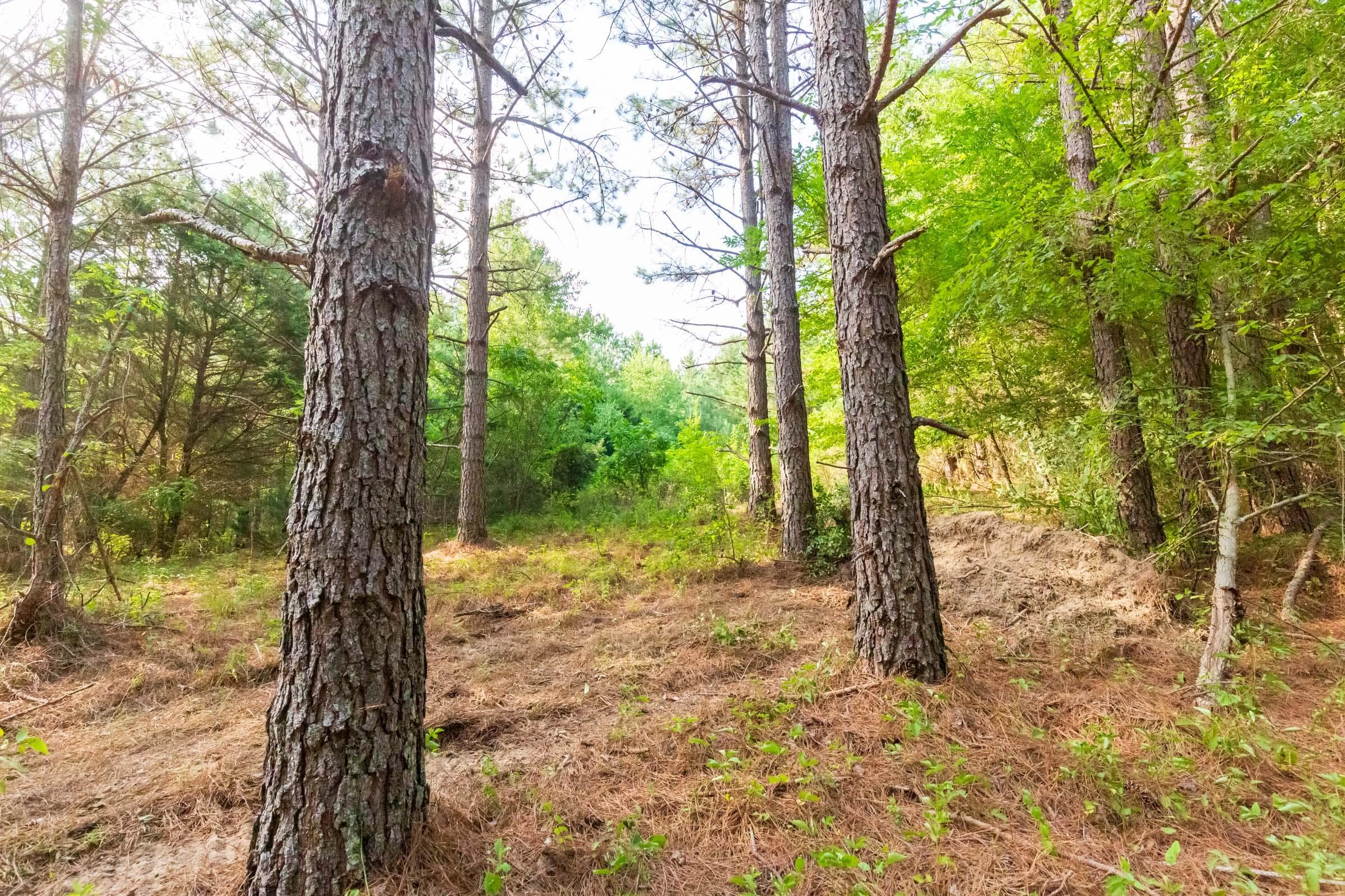 Whiskey Ridge — Zero Credit Land owner financed land for sale in Henderson County, Tennessee photo 99