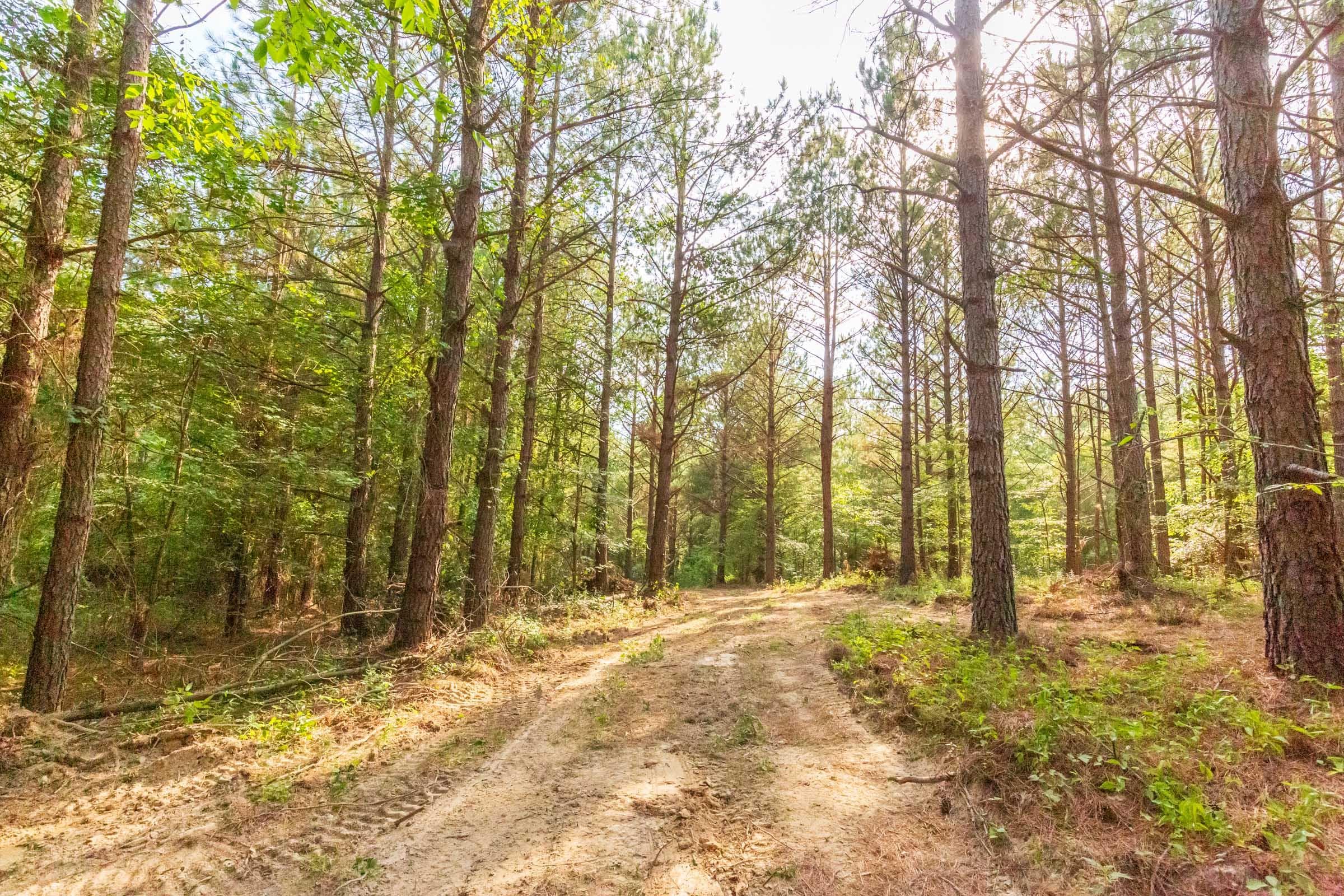 Whiskey Ridge — Zero Credit Land owner financed land for sale in Henderson County, Tennessee photo 100