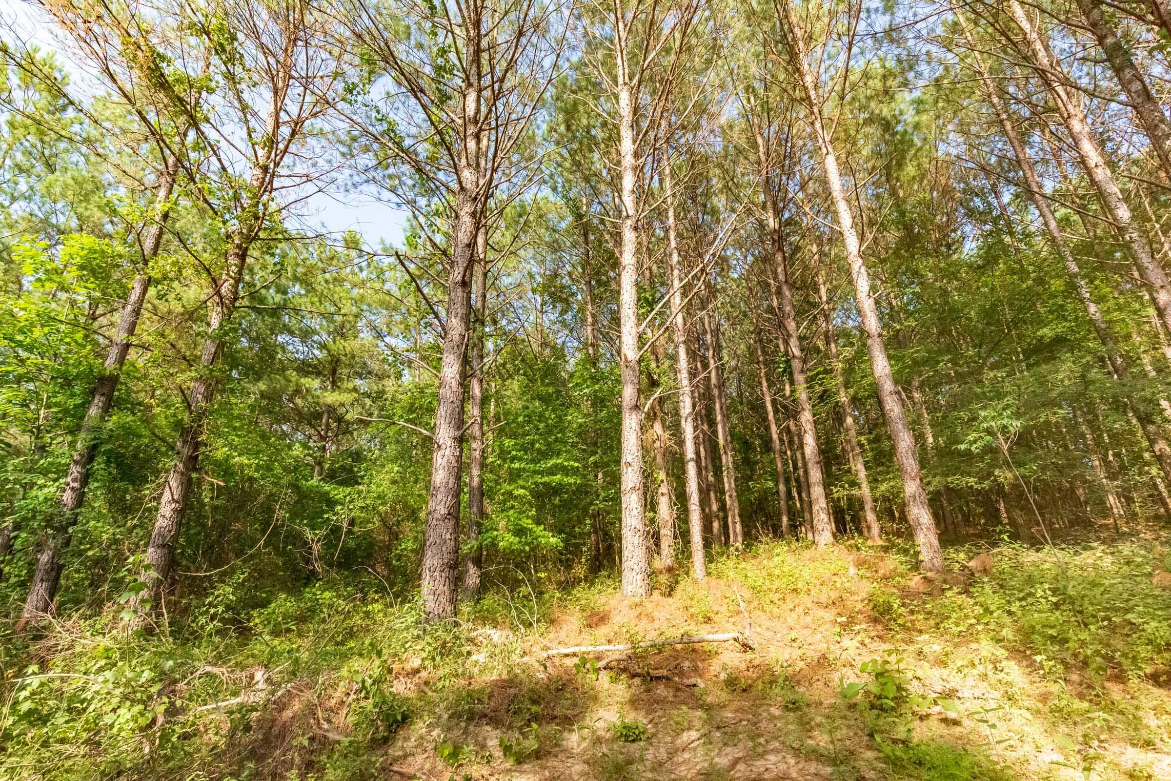 Whiskey Ridge — Zero Credit Land owner financed land for sale in Henderson County, Tennessee photo 97