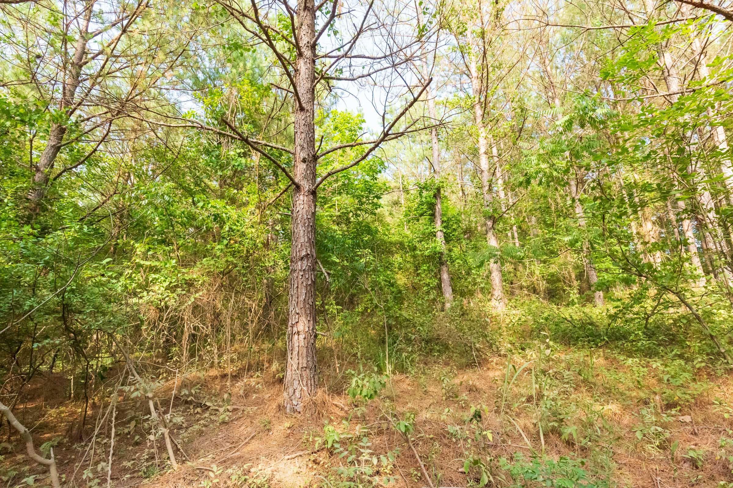 Whiskey Ridge — Zero Credit Land owner financed land for sale in Henderson County, Tennessee photo 98