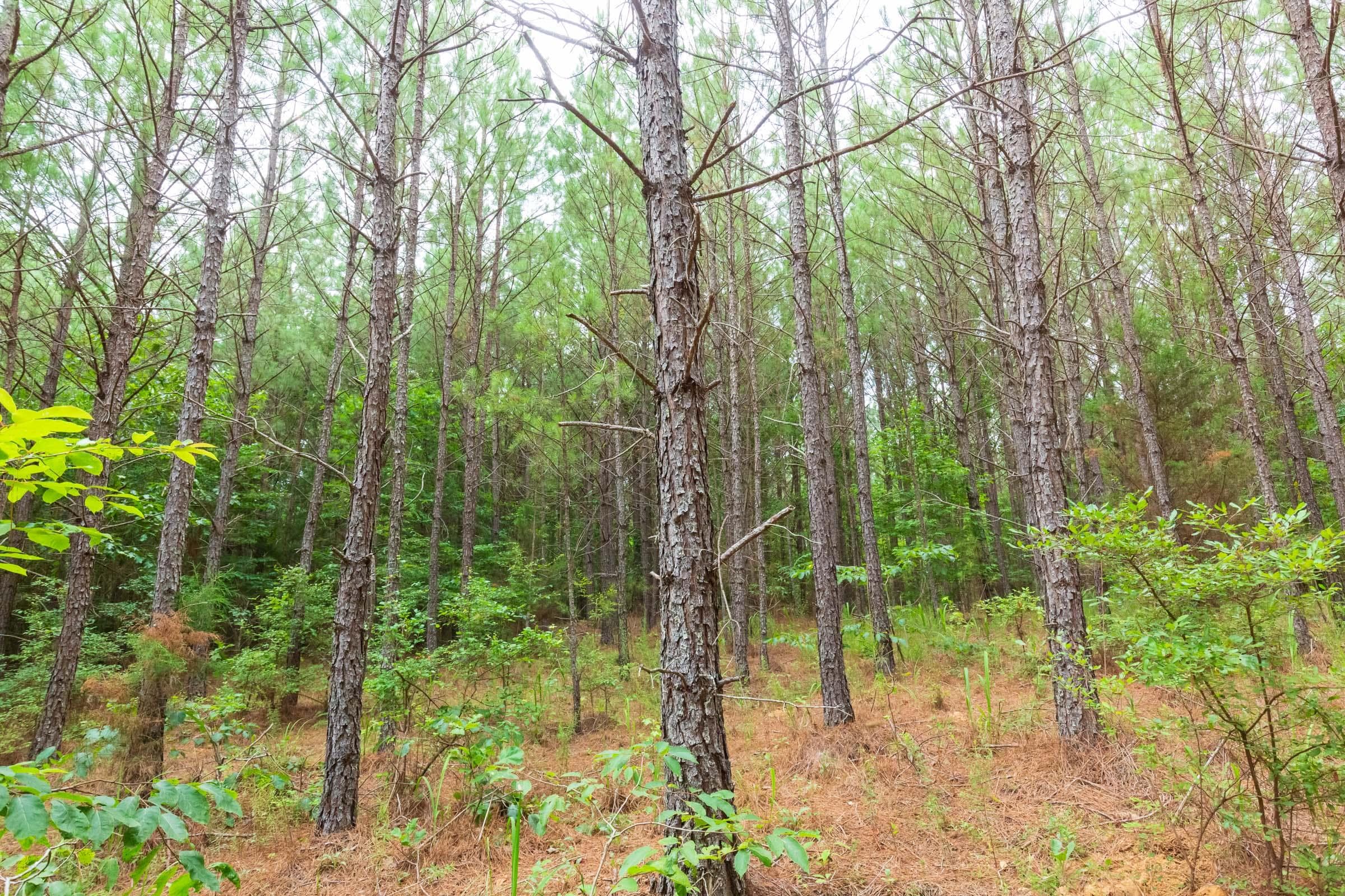 Whiskey Ridge — Zero Credit Land owner financed land for sale in Henderson County, Tennessee photo 95