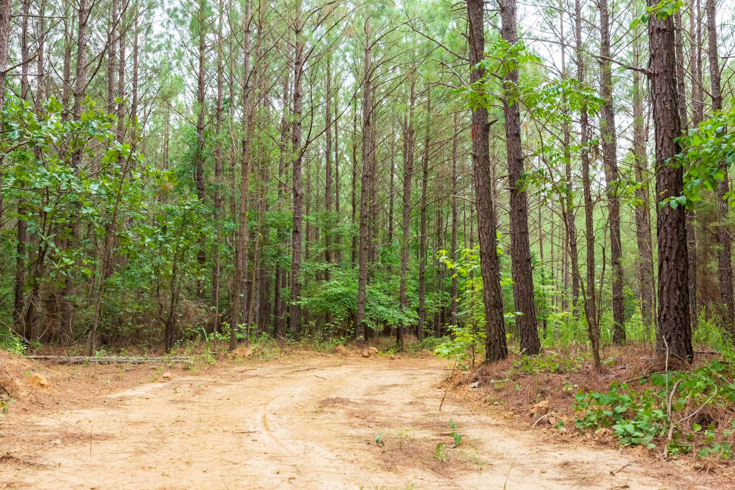 Whiskey Ridge — Zero Credit Land owner financed land for sale in Henderson County, Tennessee photo 94