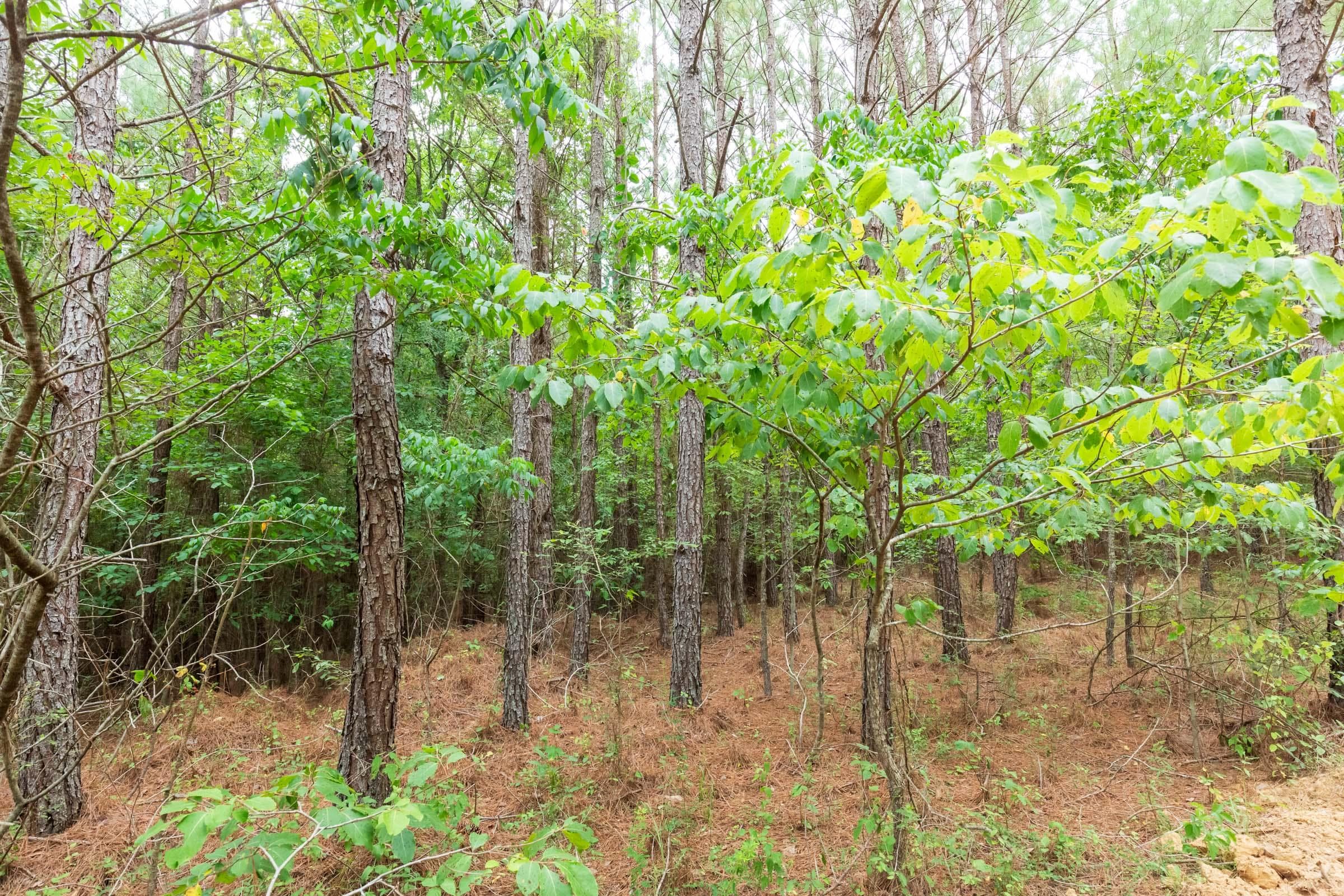 Whiskey Ridge — Zero Credit Land owner financed land for sale in Henderson County, Tennessee photo 93