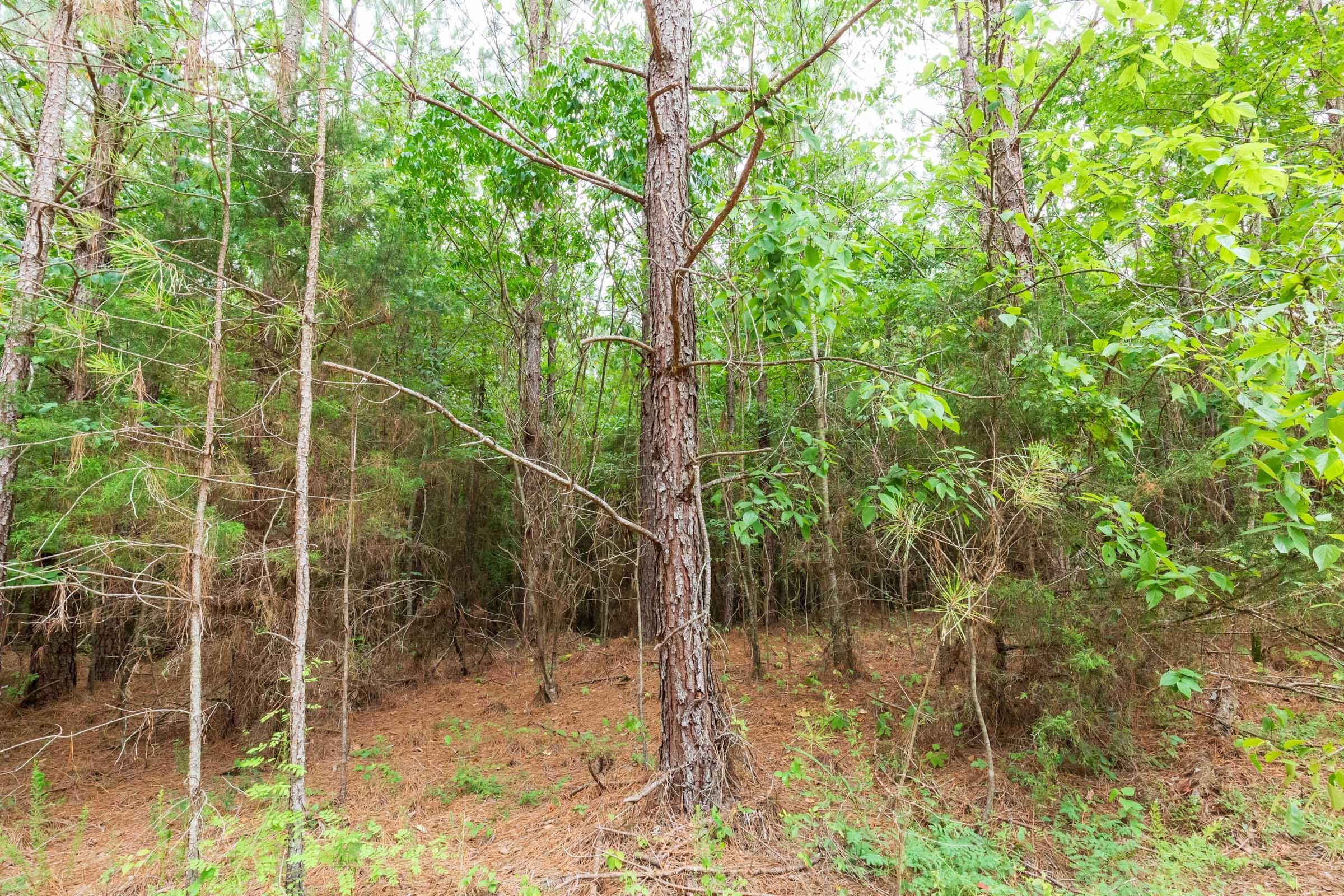 Whiskey Ridge — Zero Credit Land owner financed land for sale in Henderson County, Tennessee photo 89