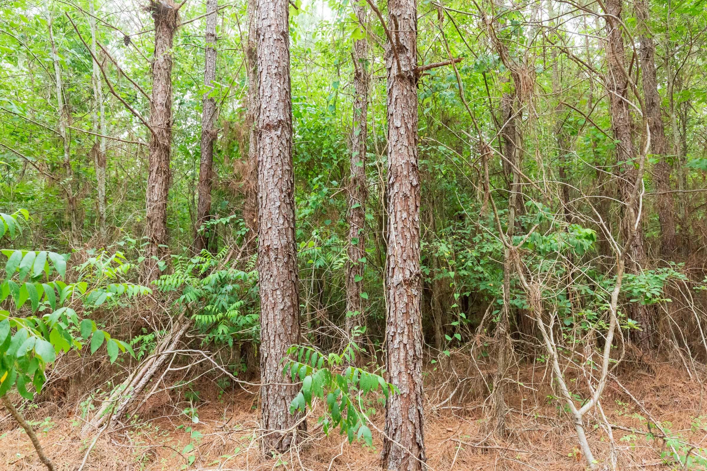 Whiskey Ridge — Zero Credit Land owner financed land for sale in Henderson County, Tennessee photo 92