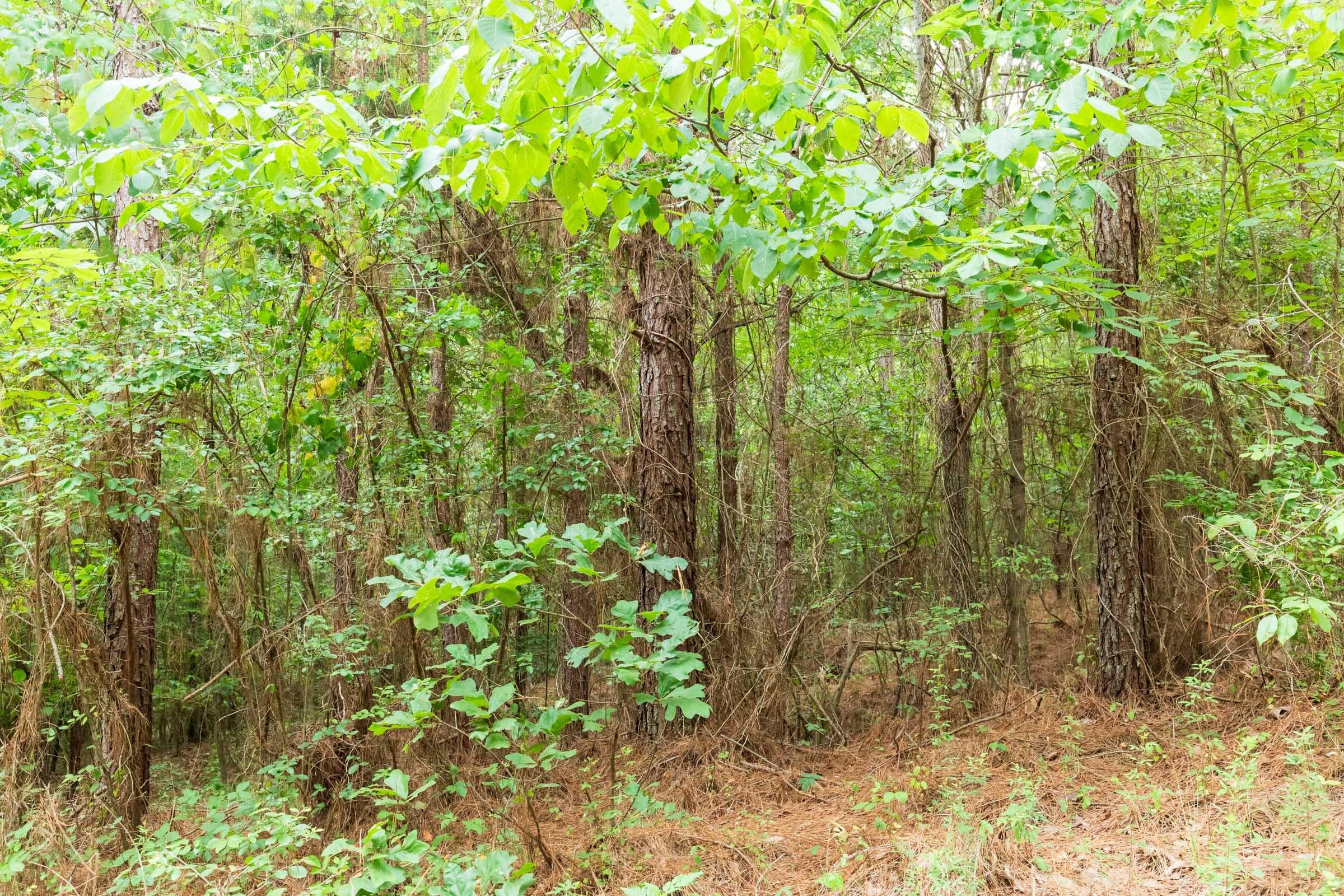 Whiskey Ridge — Zero Credit Land owner financed land for sale in Henderson County, Tennessee photo 91