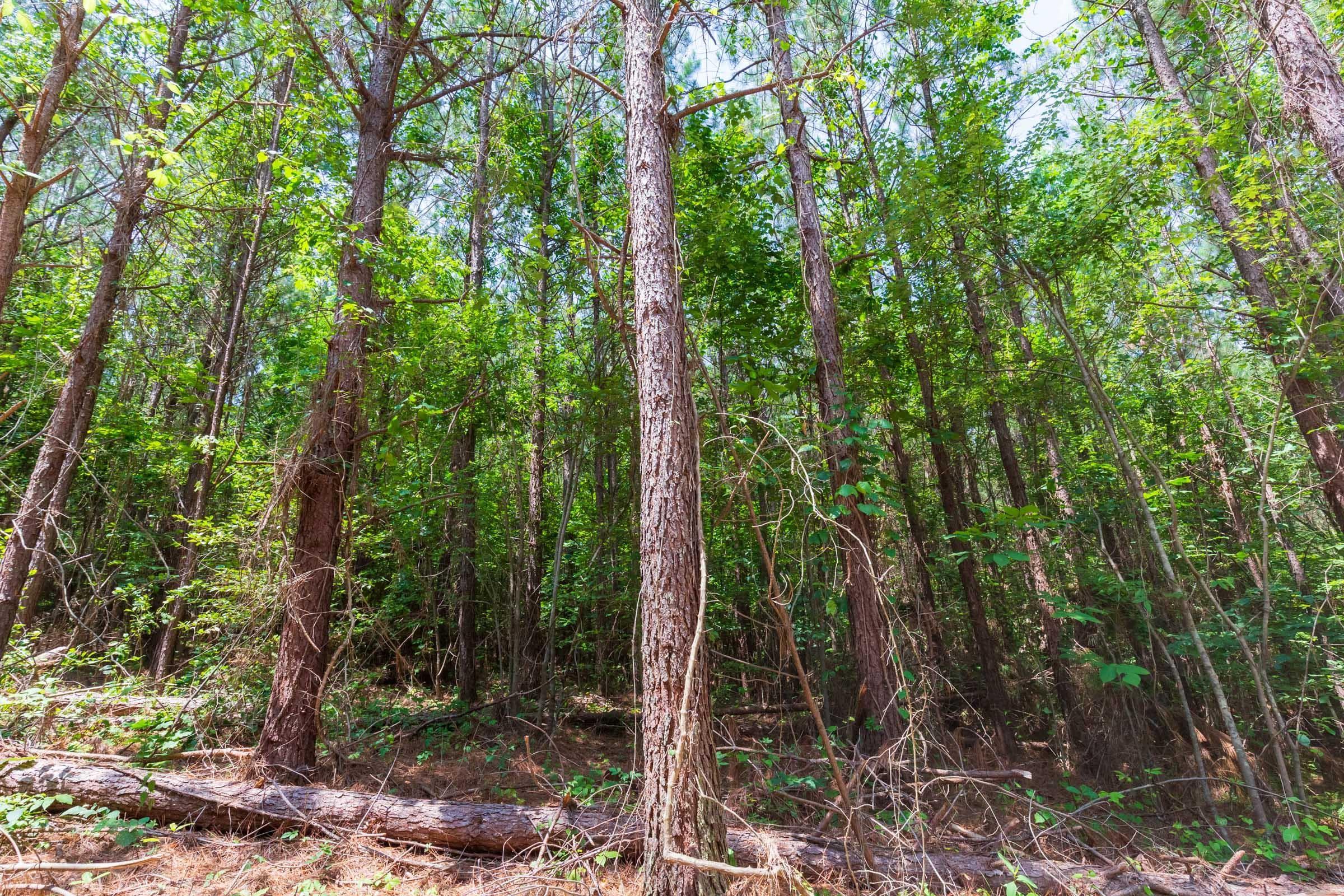 Whiskey Ridge — Zero Credit Land owner financed land for sale in Henderson County, Tennessee photo 88
