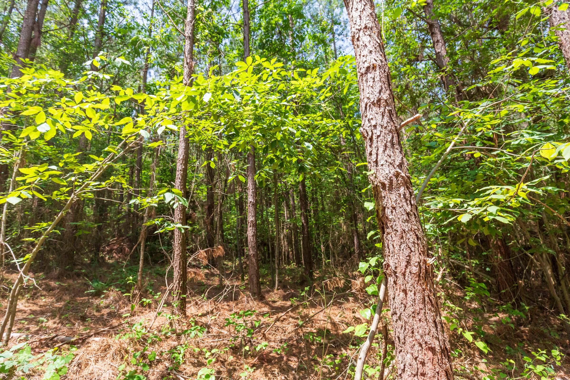 Whiskey Ridge — Zero Credit Land owner financed land for sale in Henderson County, Tennessee photo 87