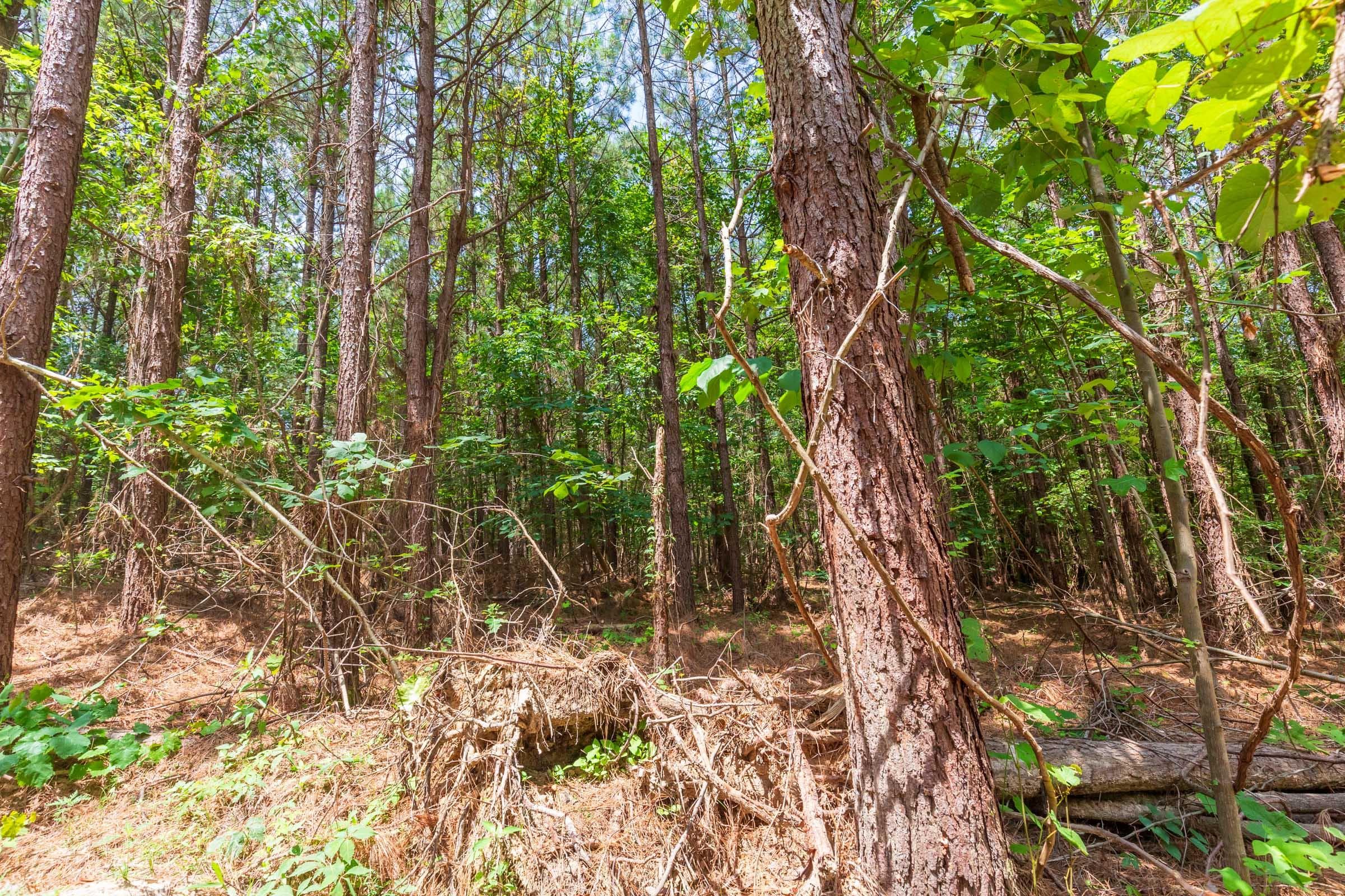 Whiskey Ridge — Zero Credit Land owner financed land for sale in Henderson County, Tennessee photo 84