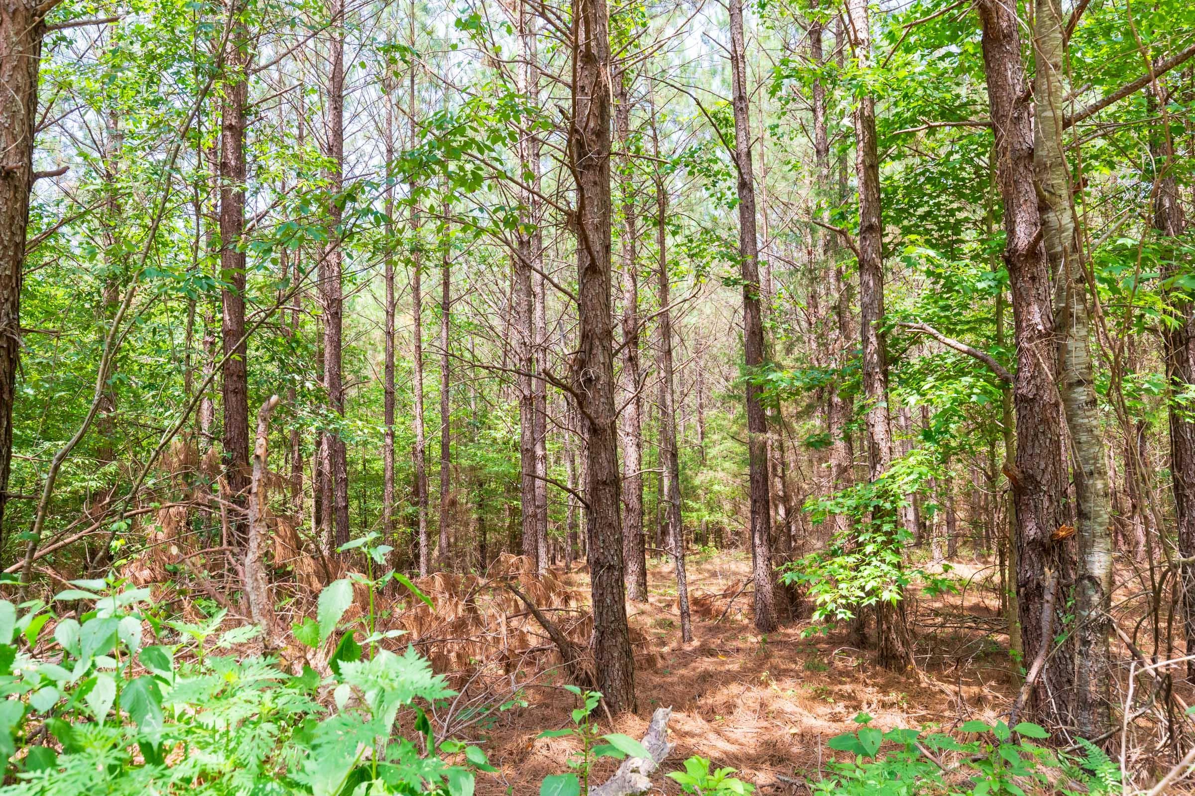 Whiskey Ridge — Zero Credit Land owner financed land for sale in Henderson County, Tennessee photo 86