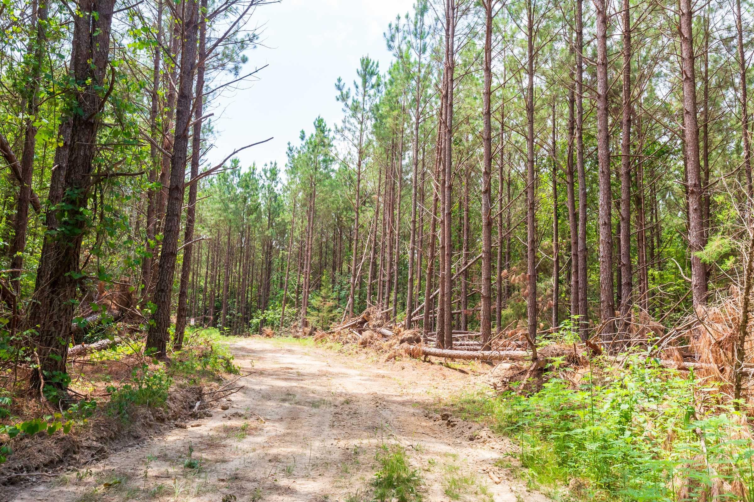 Whiskey Ridge — Zero Credit Land owner financed land for sale in Henderson County, Tennessee photo 85