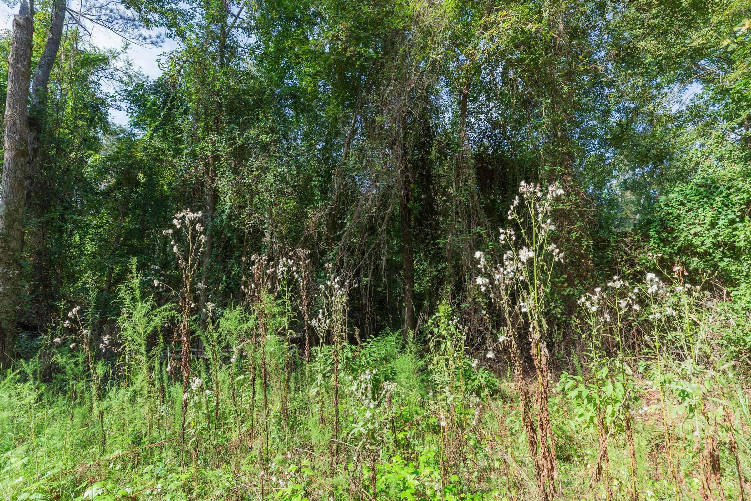 Willow Grove — Zero Credit Land owner financed land for sale in Lamar County, Alabama photo 21