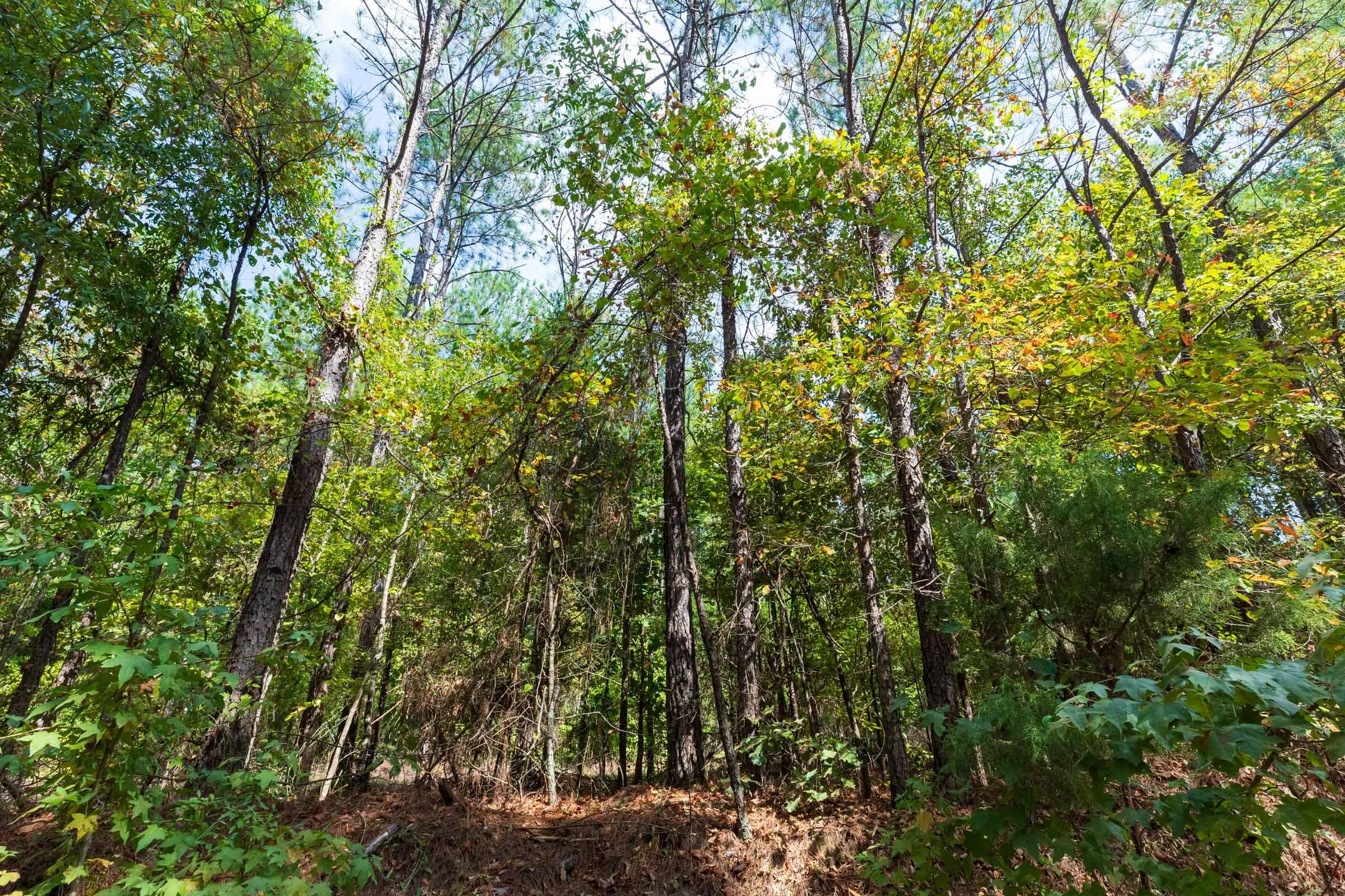 Willow Grove — Zero Credit Land owner financed land for sale in Lamar County, Alabama photo 25
