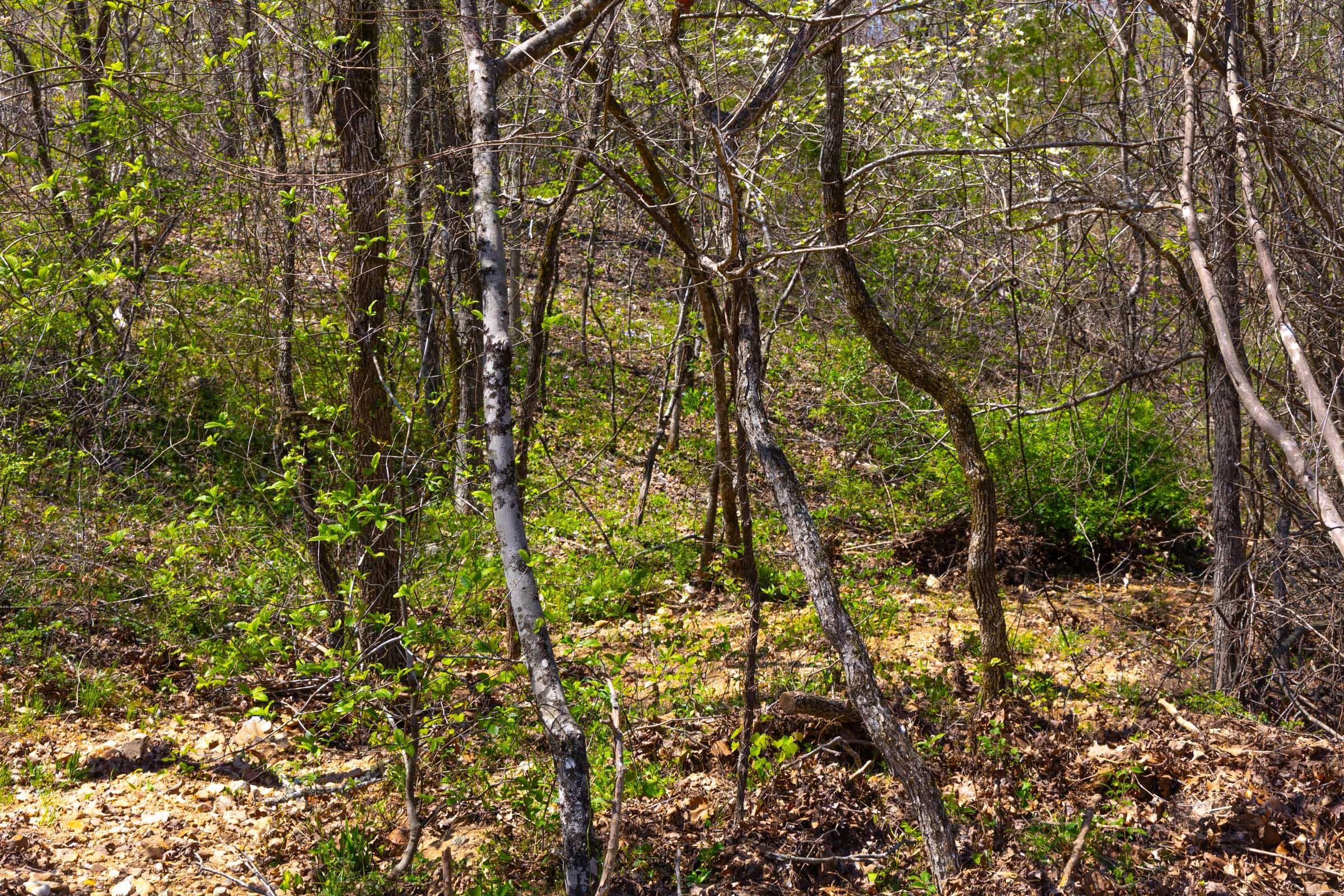 Lazybrook — Zero Credit Land owner financed land for sale in Fulton County, Arkansas photo 13