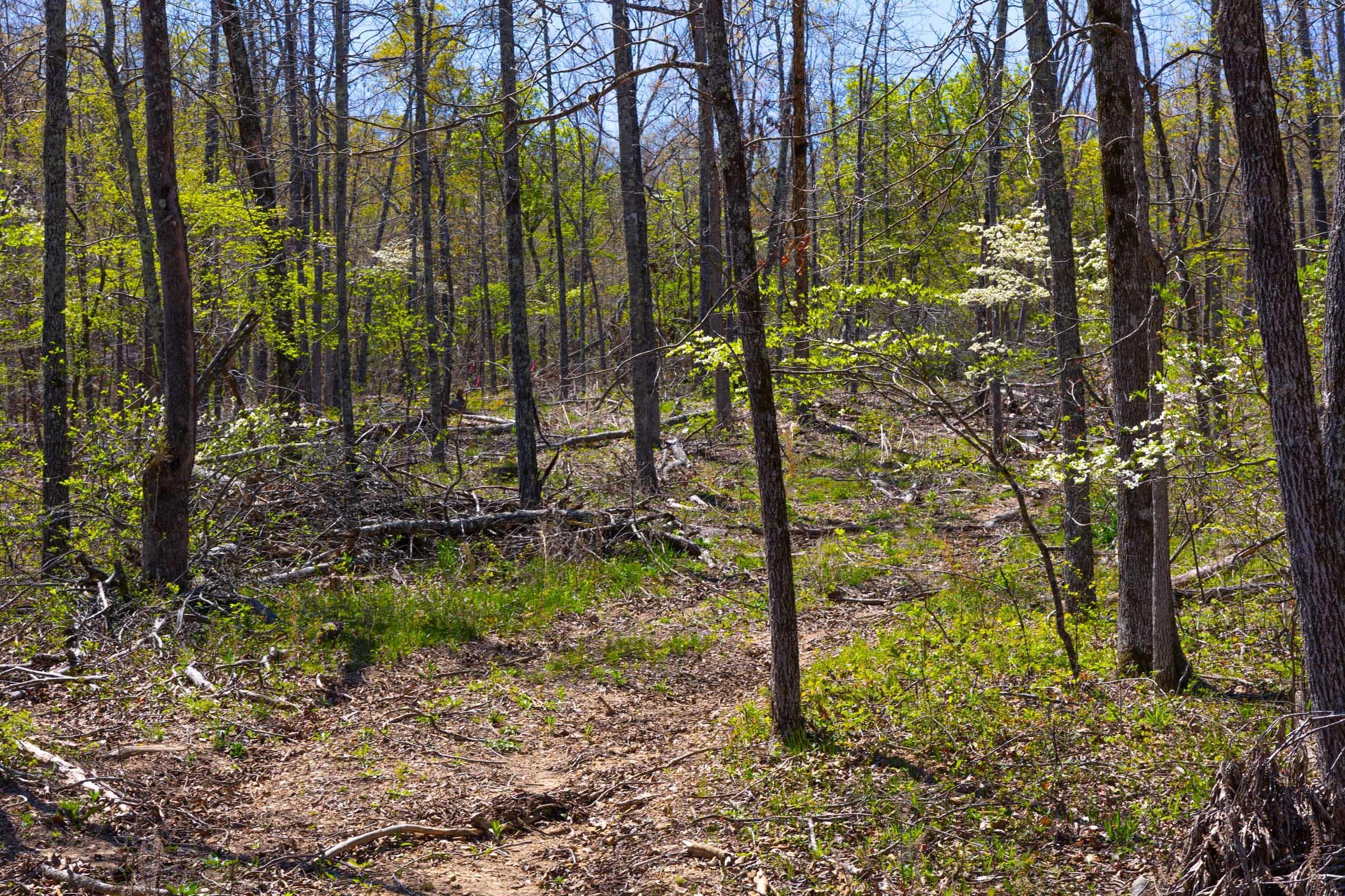 Lazybrook — Zero Credit Land owner financed land for sale in Fulton County, Arkansas photo 14