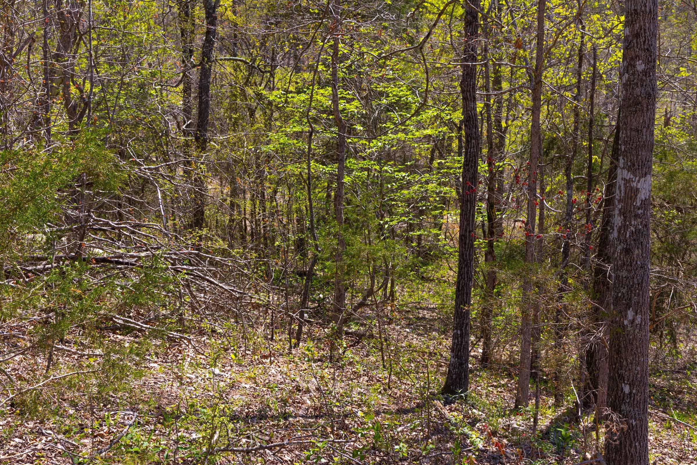 Lazybrook — Zero Credit Land owner financed land for sale in Fulton County, Arkansas photo 10