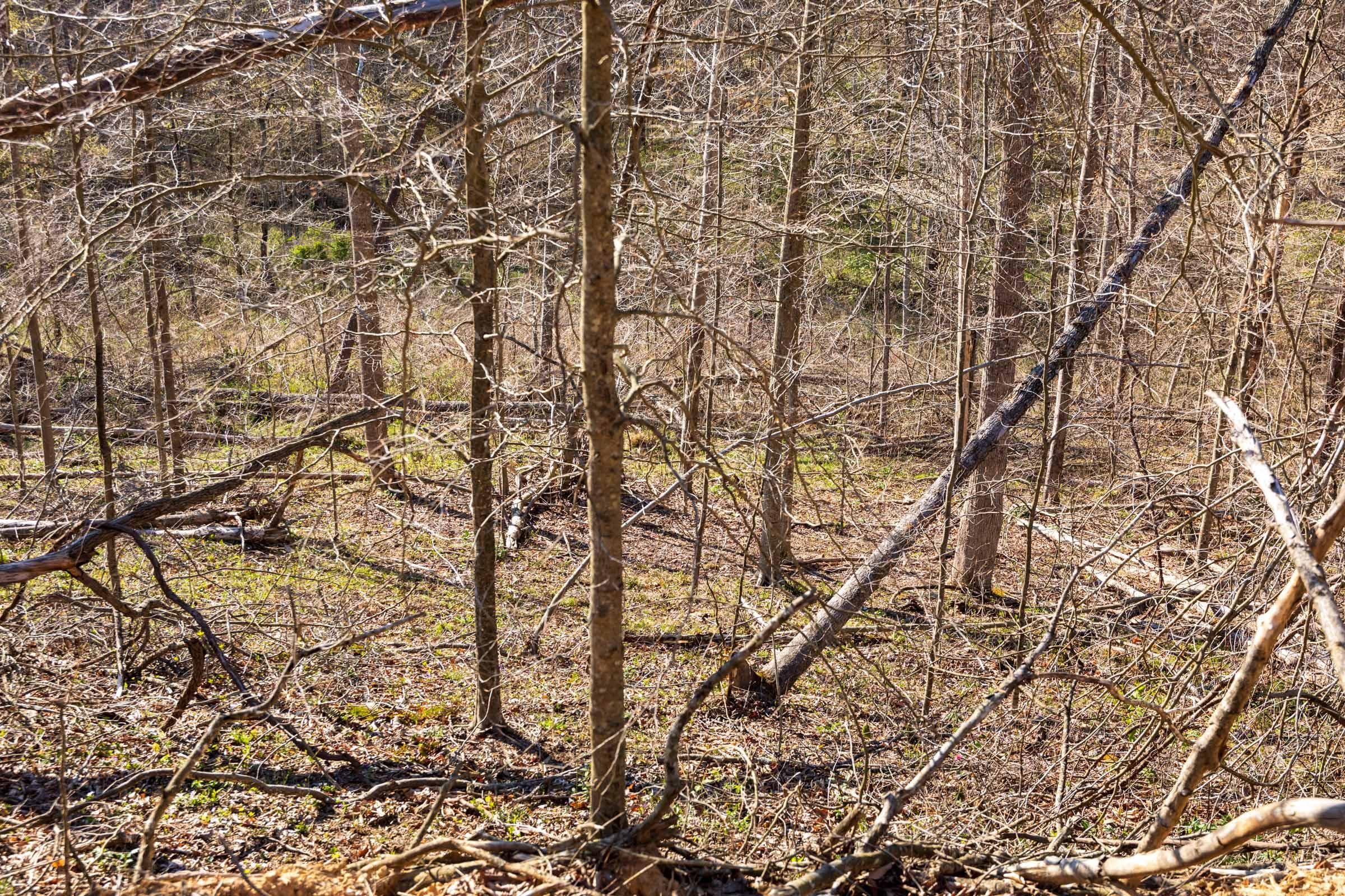 Creek Hollow Phase 1 — Zero Credit Land owner financed land for sale in Rockcastle County, Kentucky photo 24