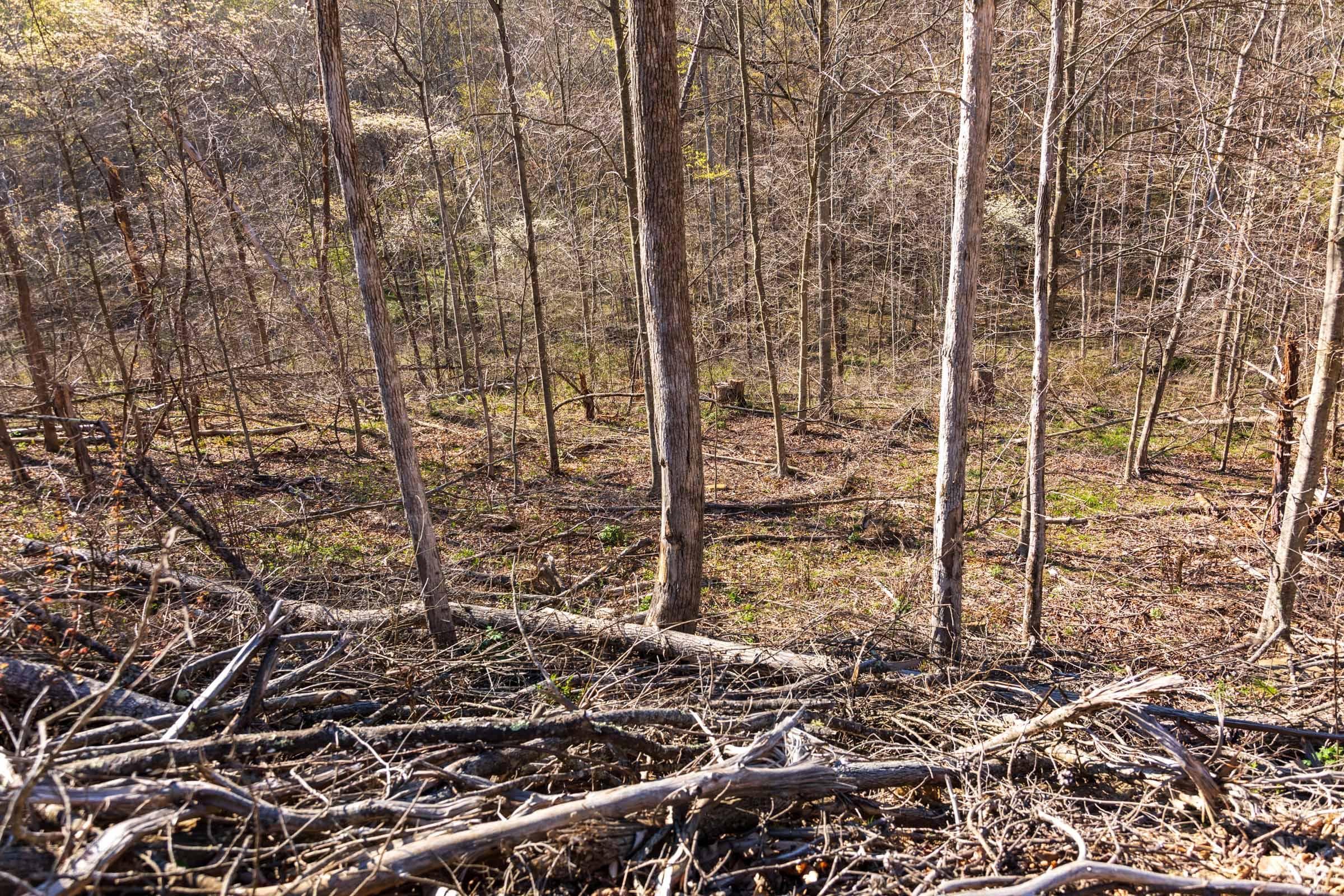 Creek Hollow Phase 1 — Zero Credit Land owner financed land for sale in Rockcastle County, Kentucky photo 21