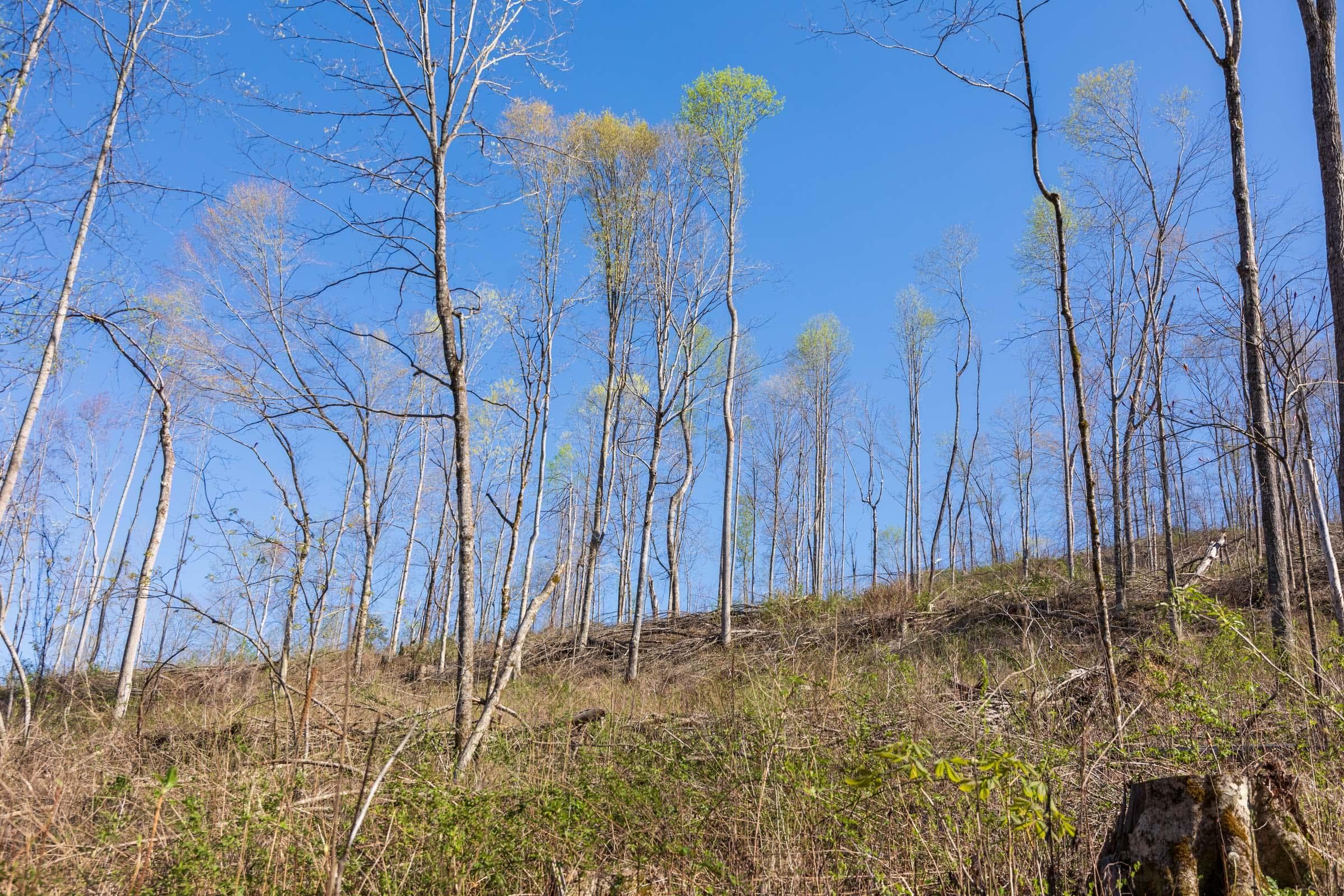 Creek Hollow Phase 1 — Zero Credit Land owner financed land for sale in Rockcastle County, Kentucky photo 17