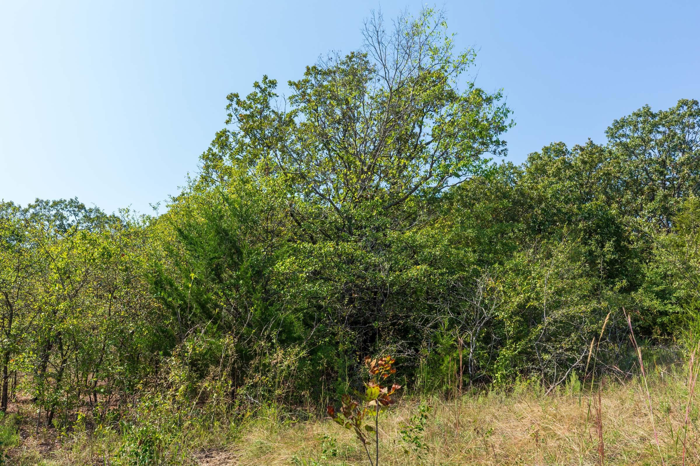 Canyon Creek — Zero Credit Land owner financed land for sale in Lincoln County, Oklahoma photo 20