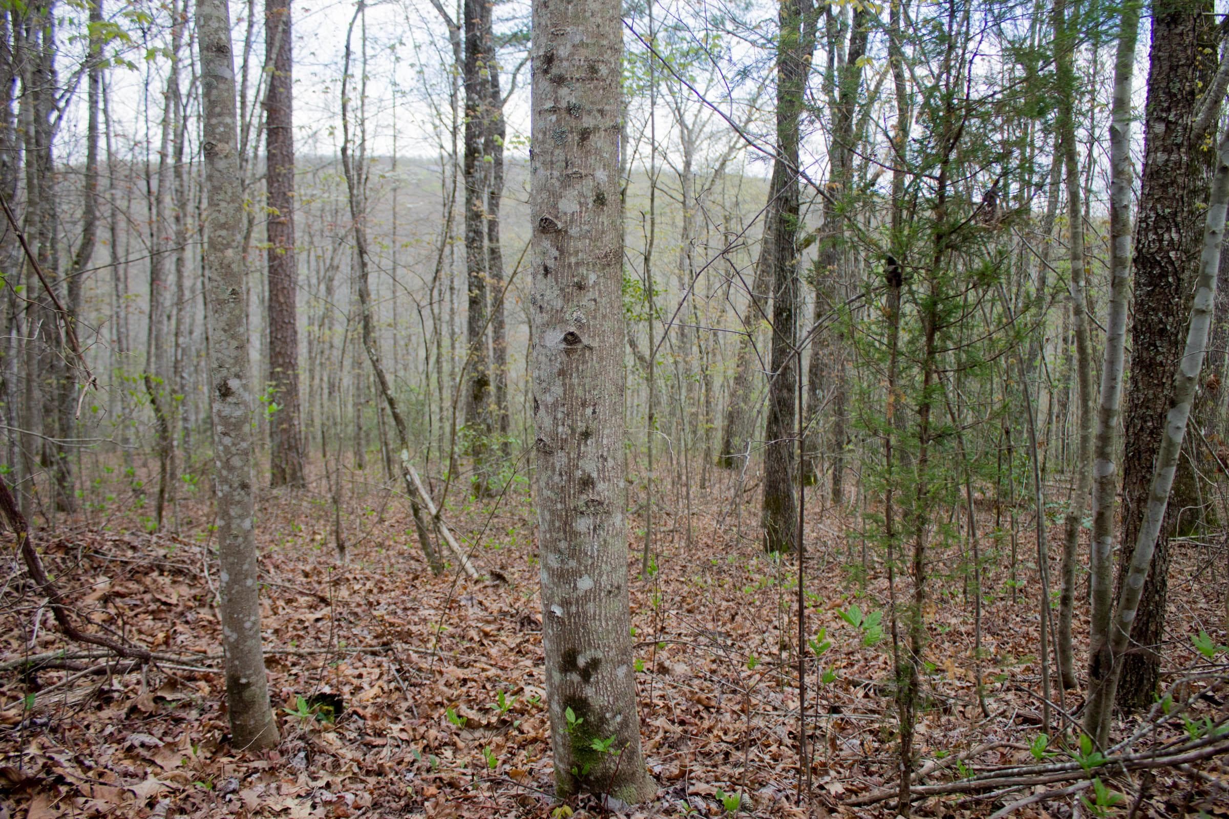Hidden Hills — Zero Credit Land owner financed land for sale in Sequatchie County, Tennessee photo 21