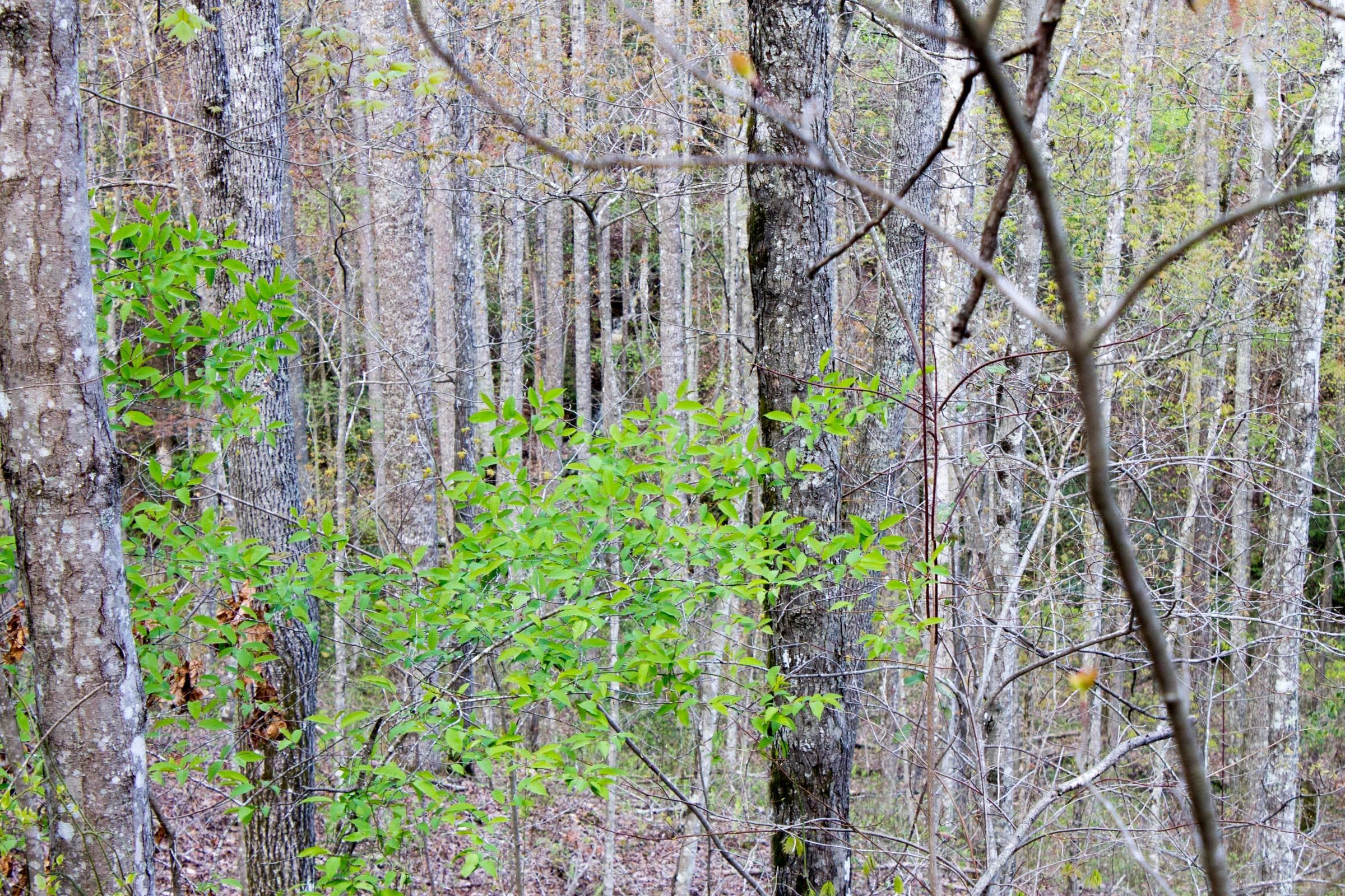 Hidden Hills — Zero Credit Land owner financed land for sale in Sequatchie County, Tennessee photo 22