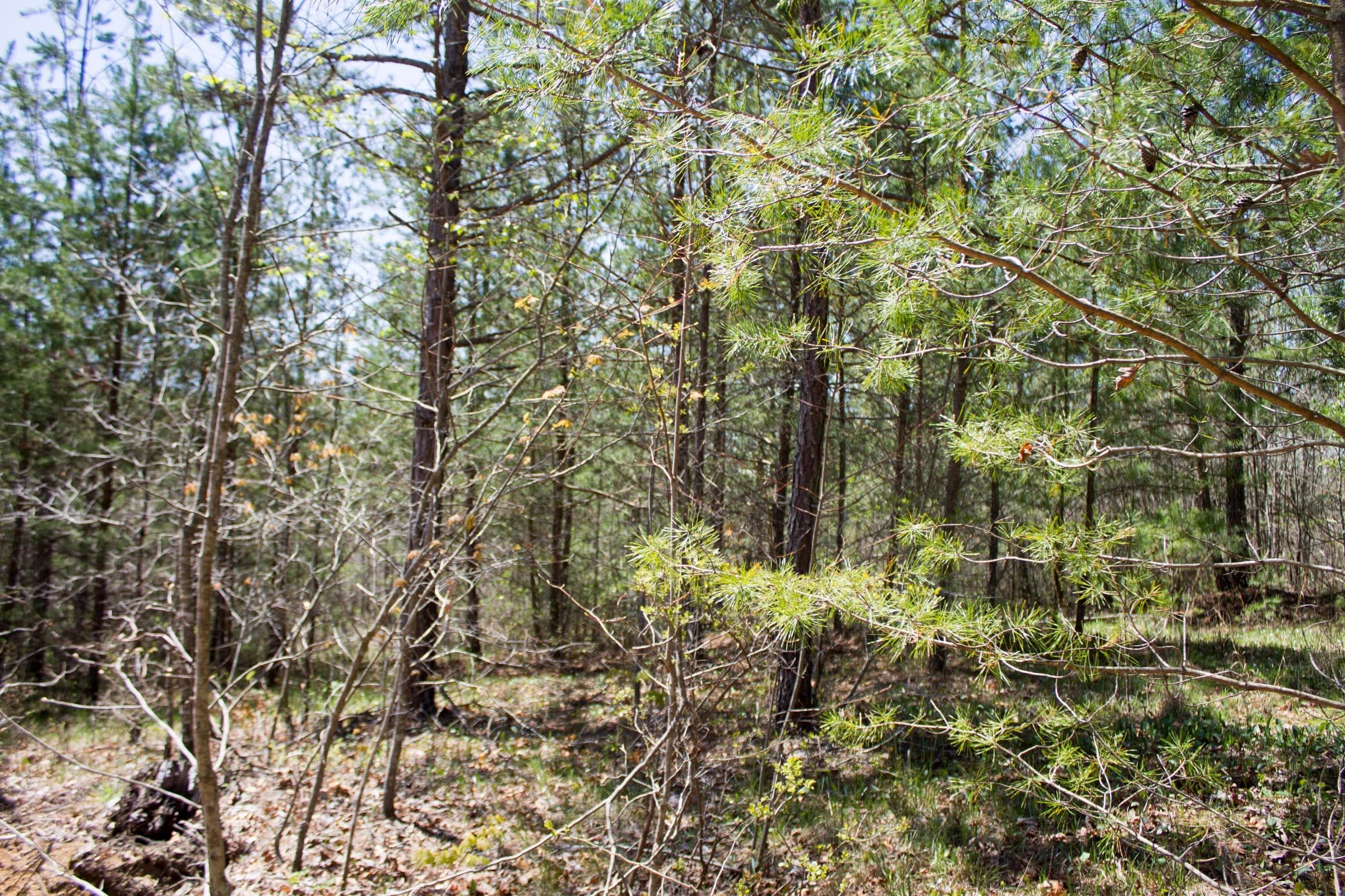 Hidden Hills — Zero Credit Land owner financed land for sale in Sequatchie County, Tennessee photo 23