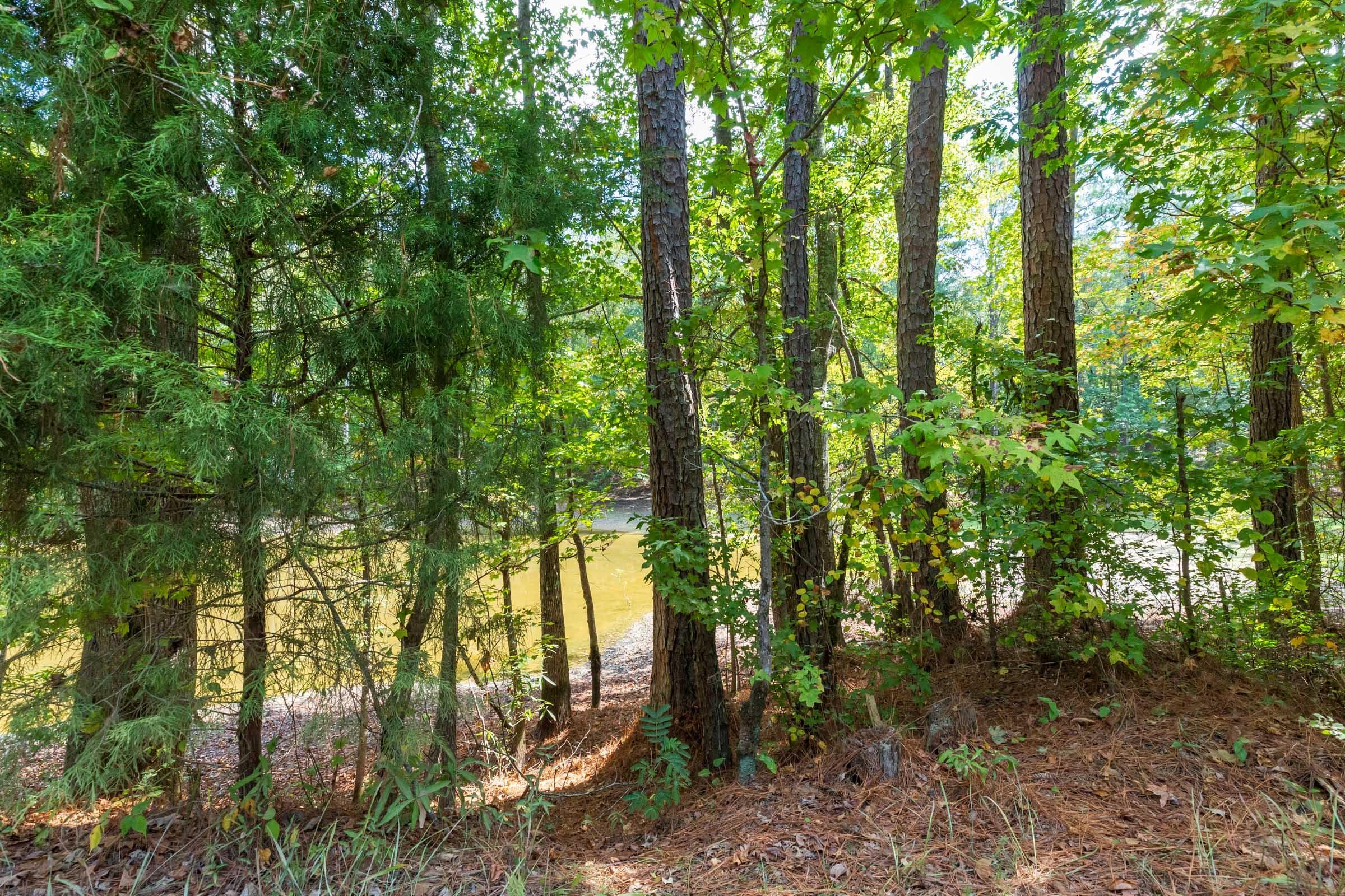 Willow Grove — Zero Credit Land owner financed land for sale in Lamar County, Alabama photo 20